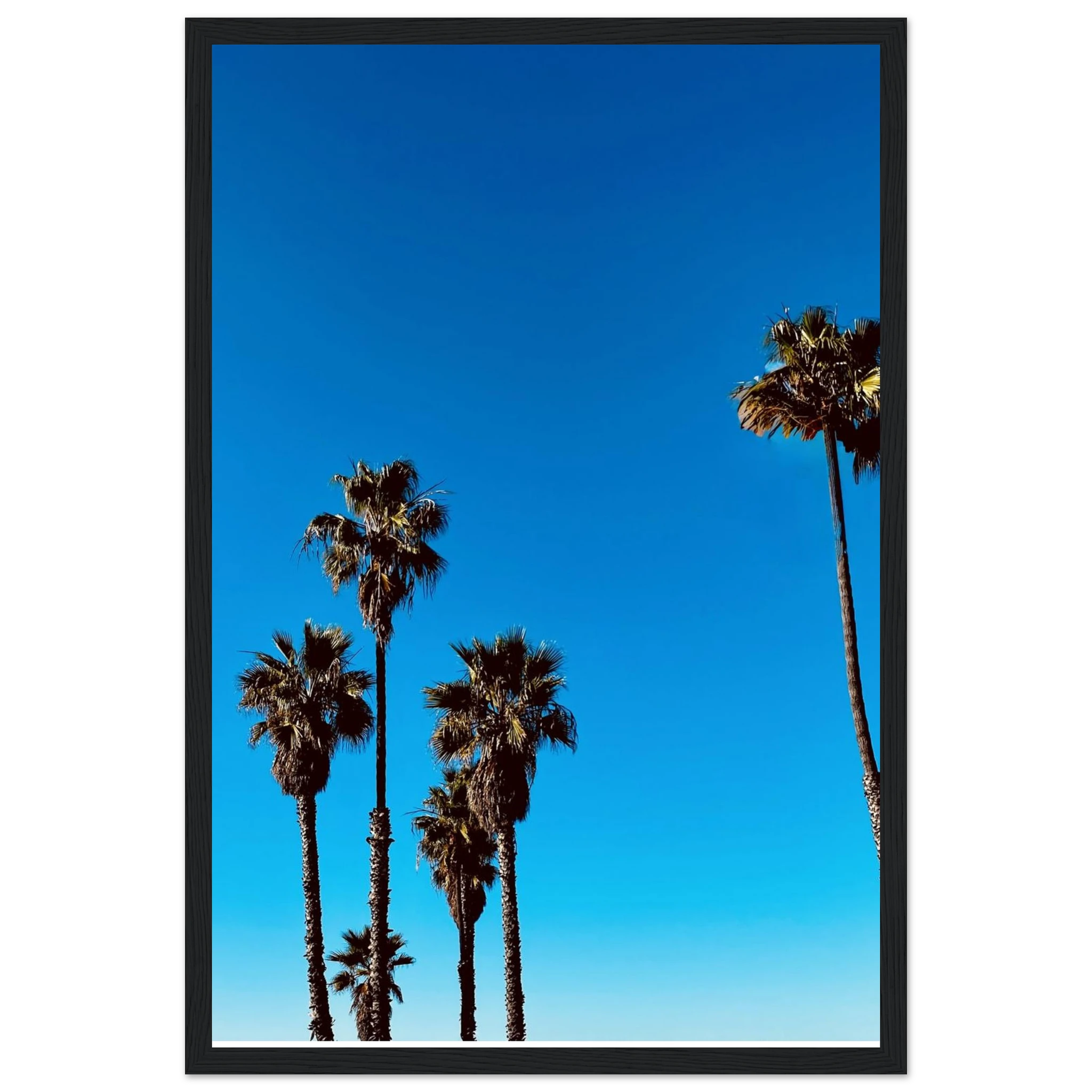 California Santa Barbara Palm Tree art poster by CaliCuration, wooden framed, semi-glossy paper, spring 2026 studio edition home decor.