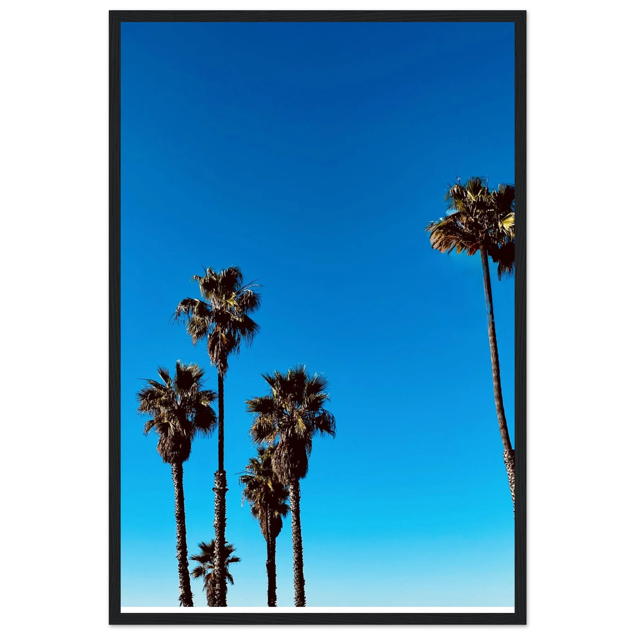 CaliCuration Santa Barbara Palm Tree Magic wooden framed poster, California home decor art, semi-glossy spring 2026 studio edition