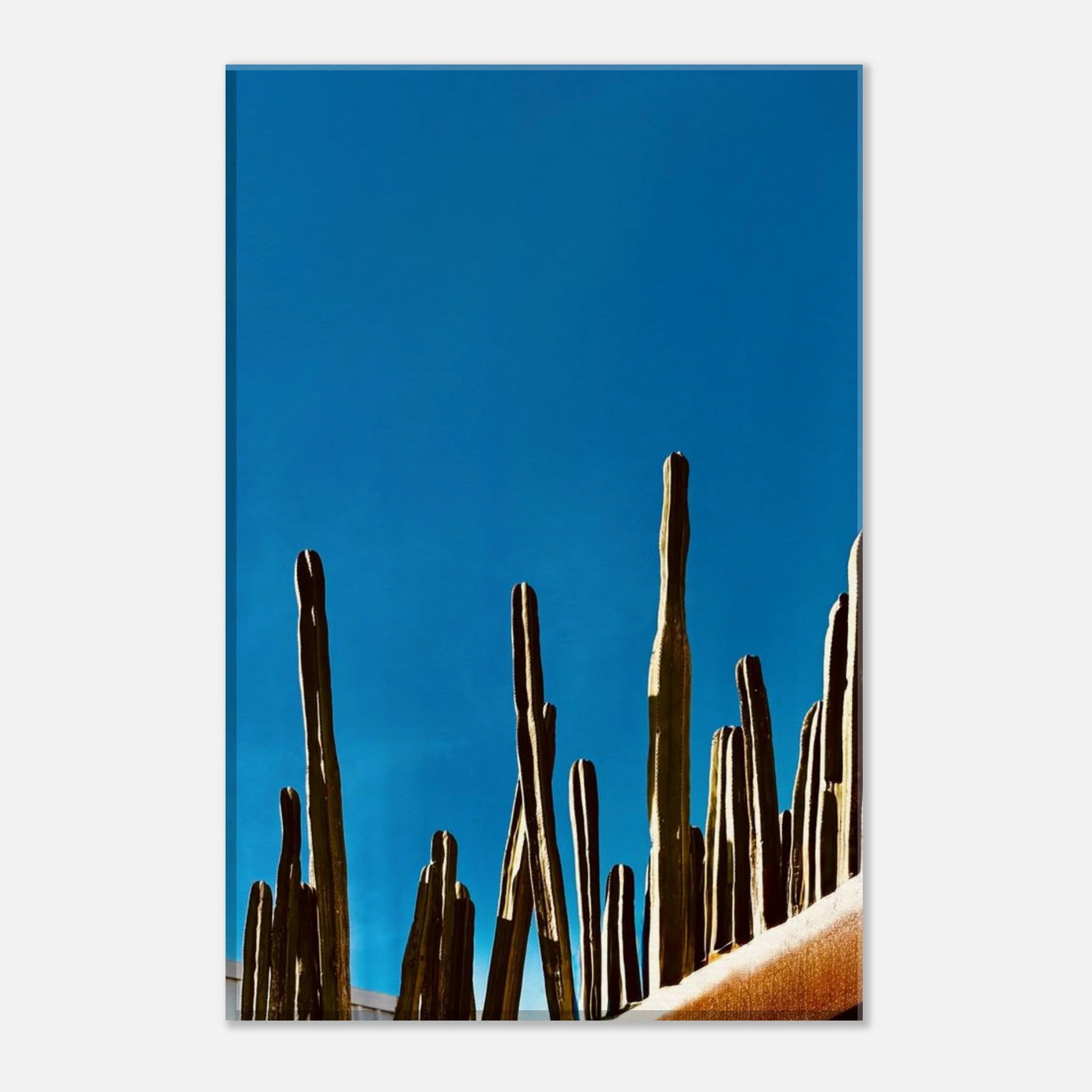 Colorful cactus family on rooftop canvas print from My Store's Mexico Travel Collection, Spring 26 edition, vibrant desert scene artwork.