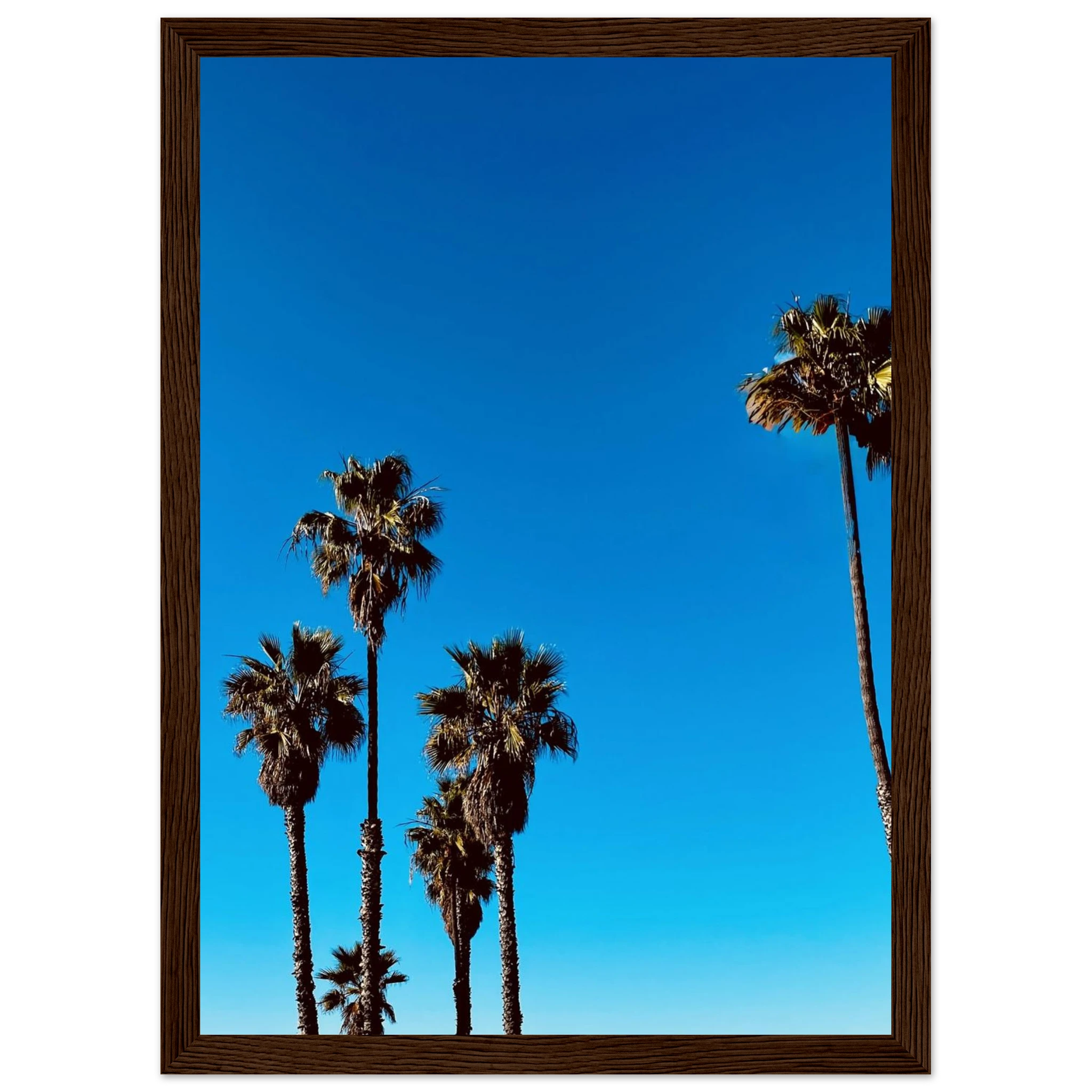 Wooden framed Santa Barbara Palm Tree Magic poster by CaliCuration, California home decor art on semi-glossy paper.