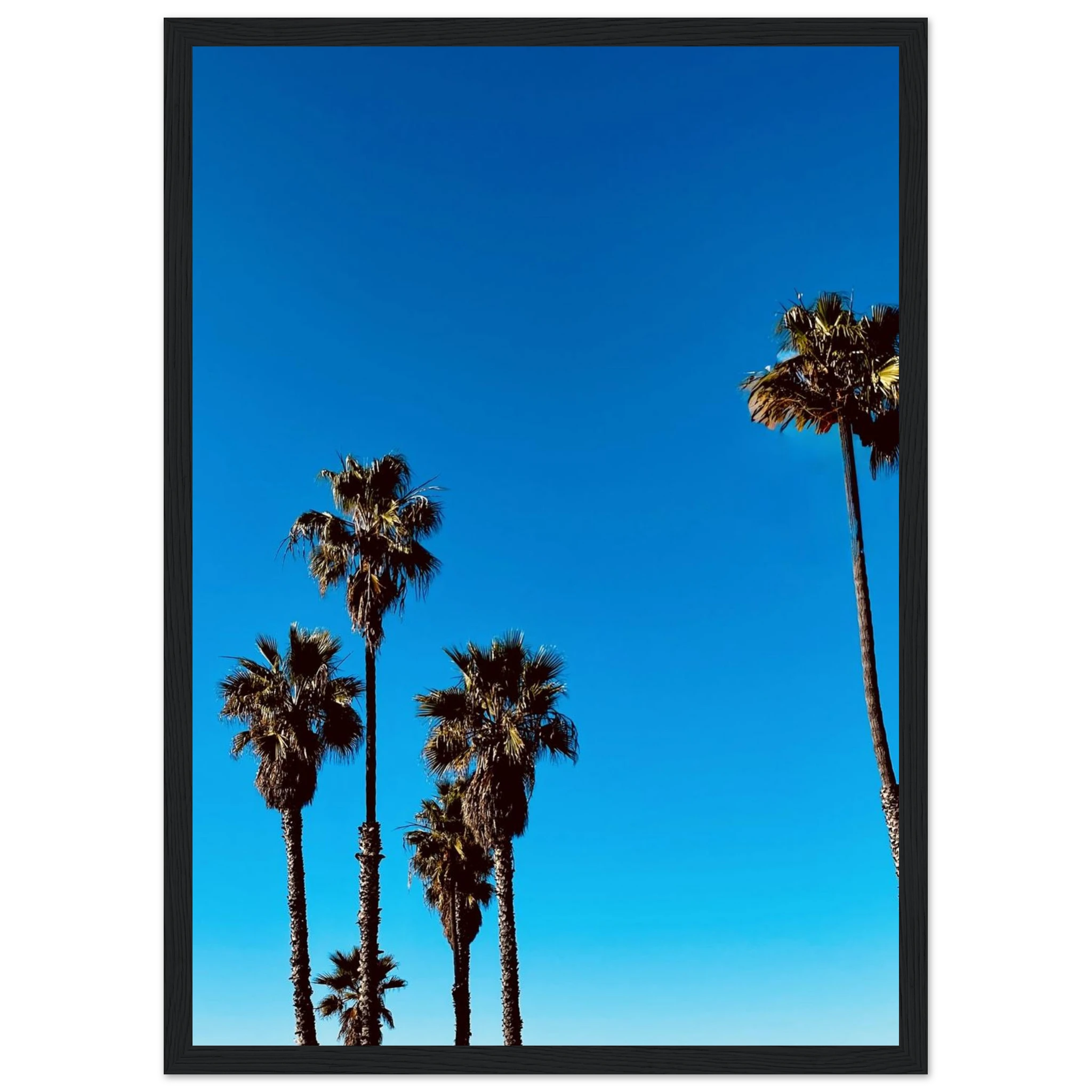 Wooden framed poster of Santa Barbara Palm Tree Magic art by CaliCuration, premium semi-glossy paper, California home decor, spring 2026.