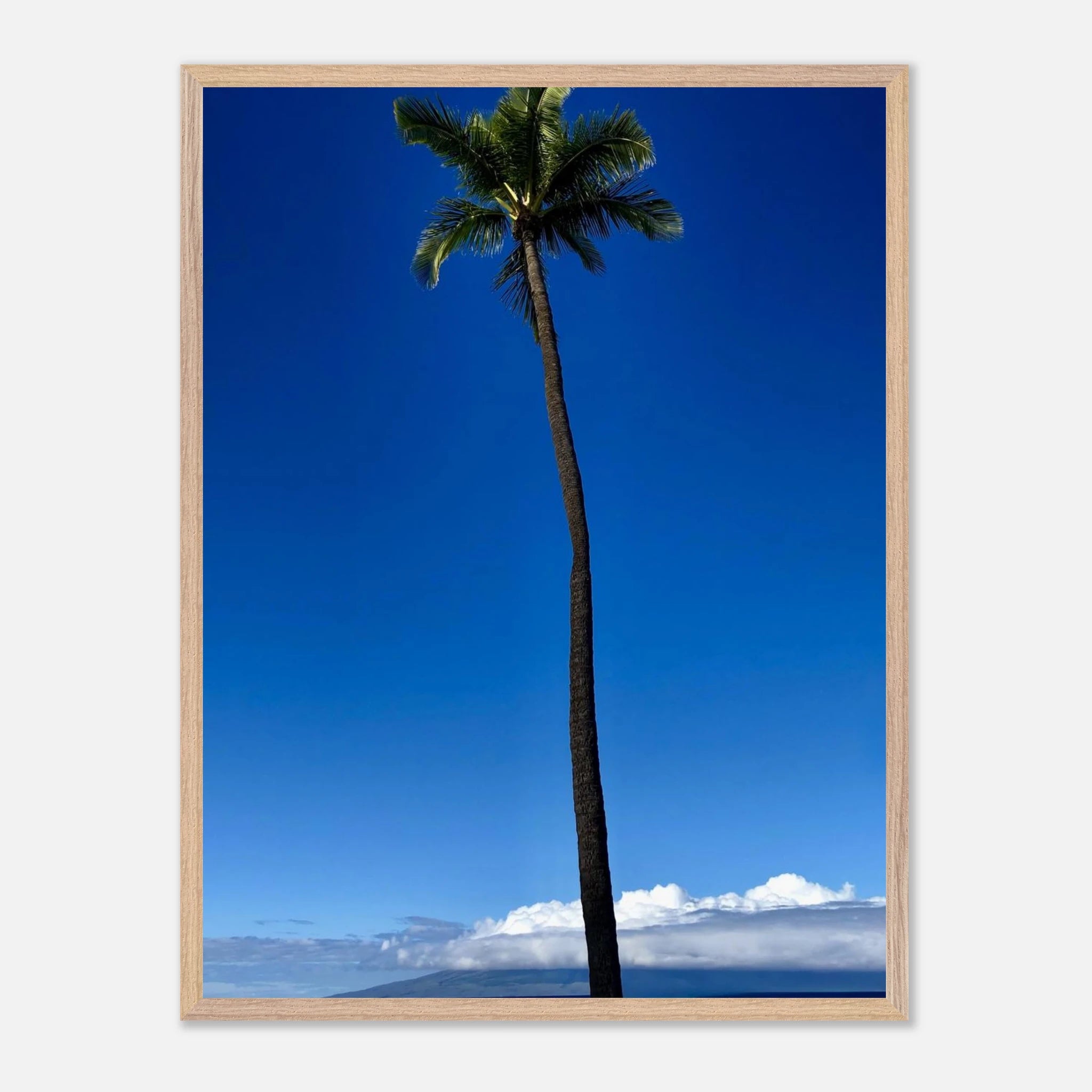 Hawaii Majestic Palm Tree Maui framed poster from CaliCuration's Travel Collection studio edition, spring 2026, showing lush tropical scenery.