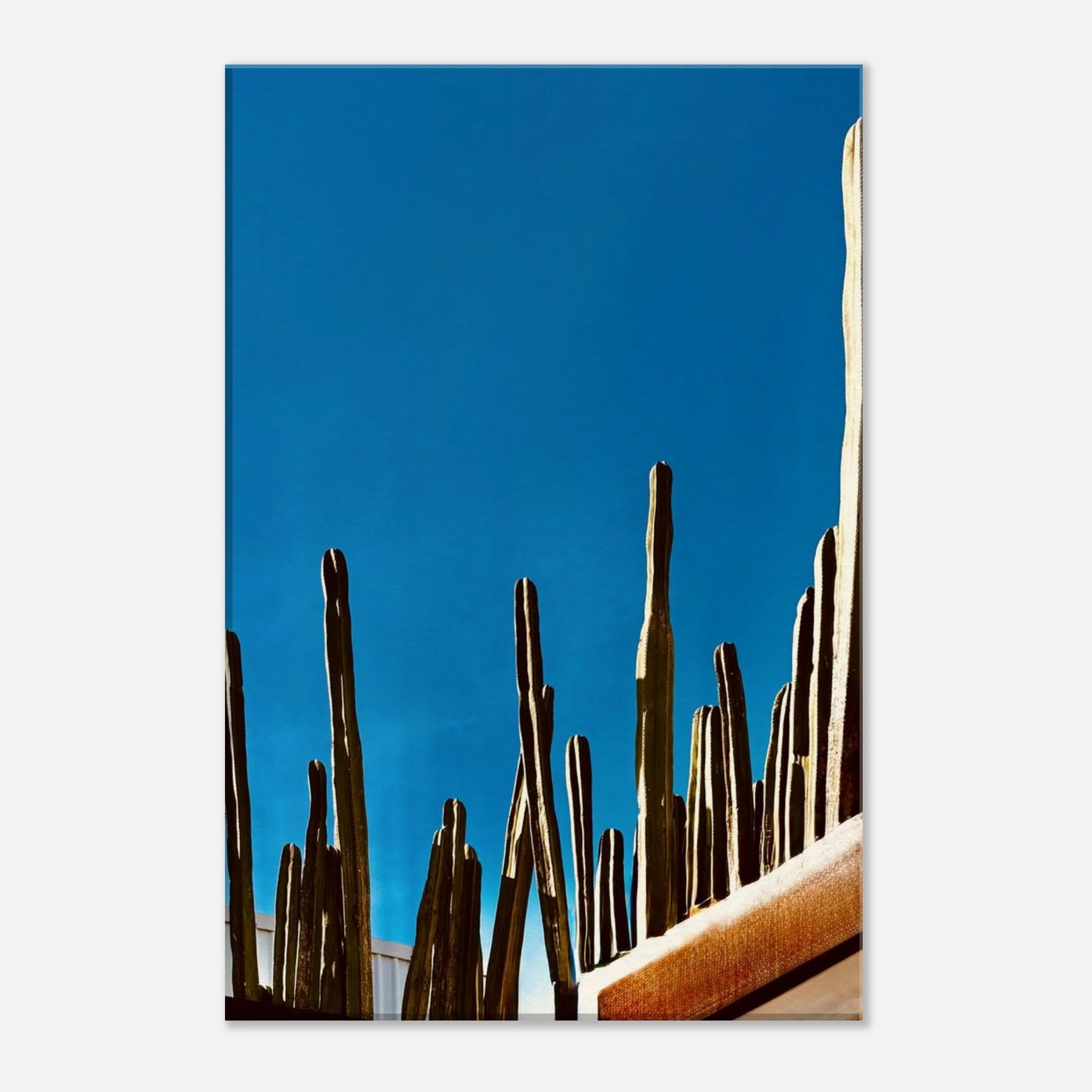 Mexico cactus family rooftop canvas artwork print from the Travel Collection Studio Edition Spring 2026, showcasing vibrant desert plants.