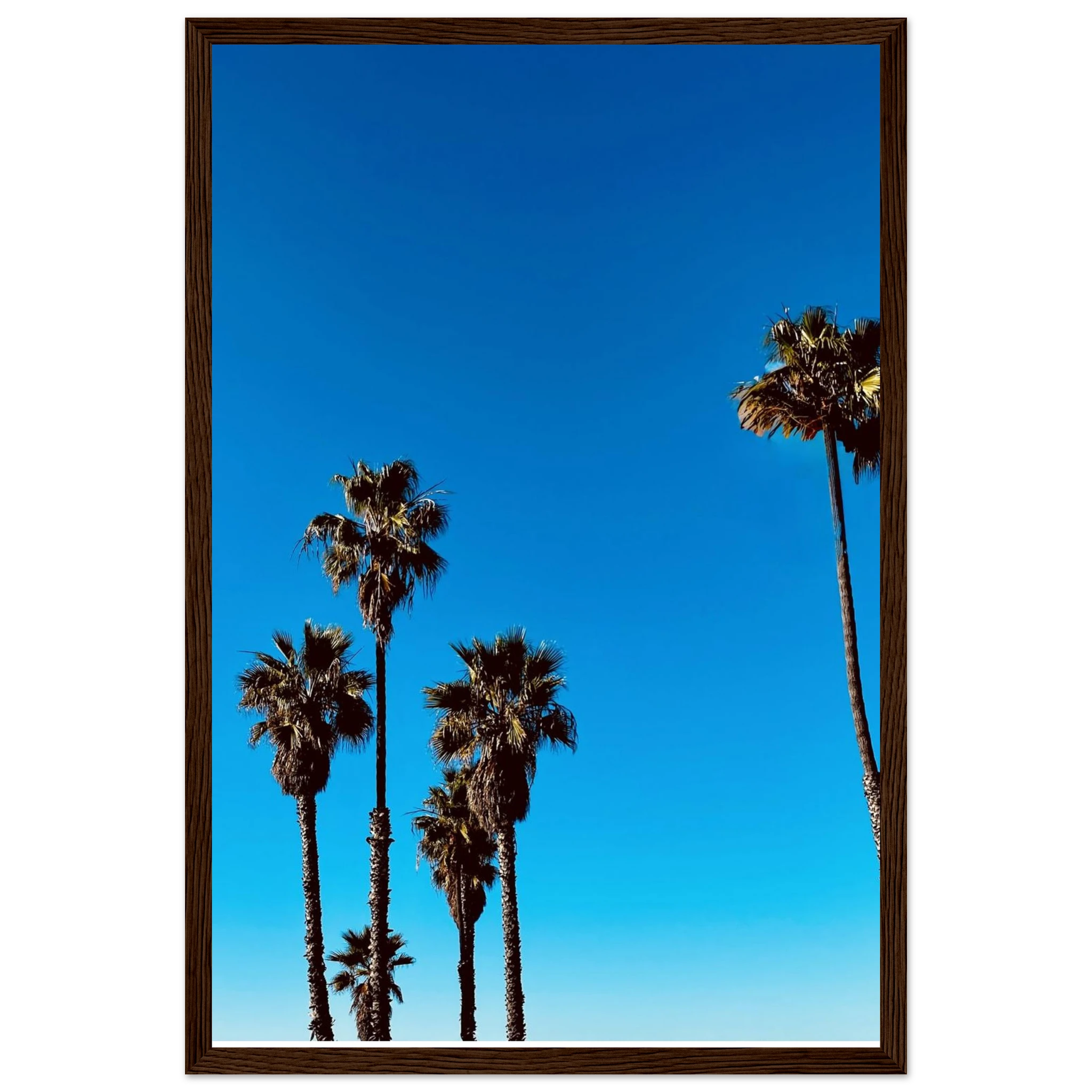 Wooden framed Santa Barbara Palm Tree poster by CaliCuration, featuring California-inspired spring 2026 studio art on semi-glossy paper.