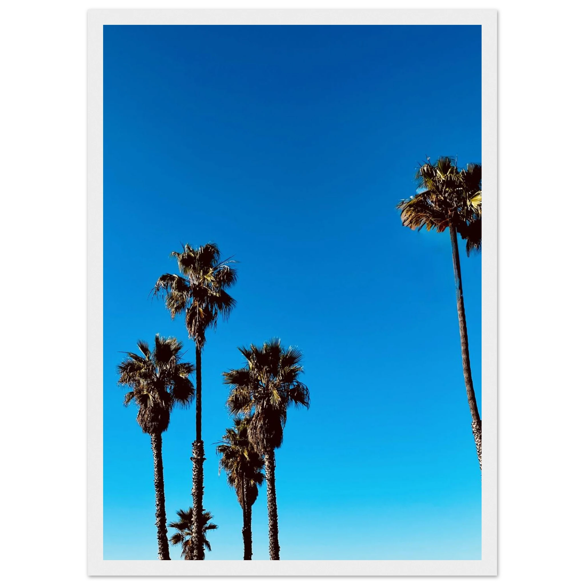 California Santa Barbara palm tree poster by CaliCuration, framed wooden home decor art print with semi-glossy finish, Spring 2026 edition.