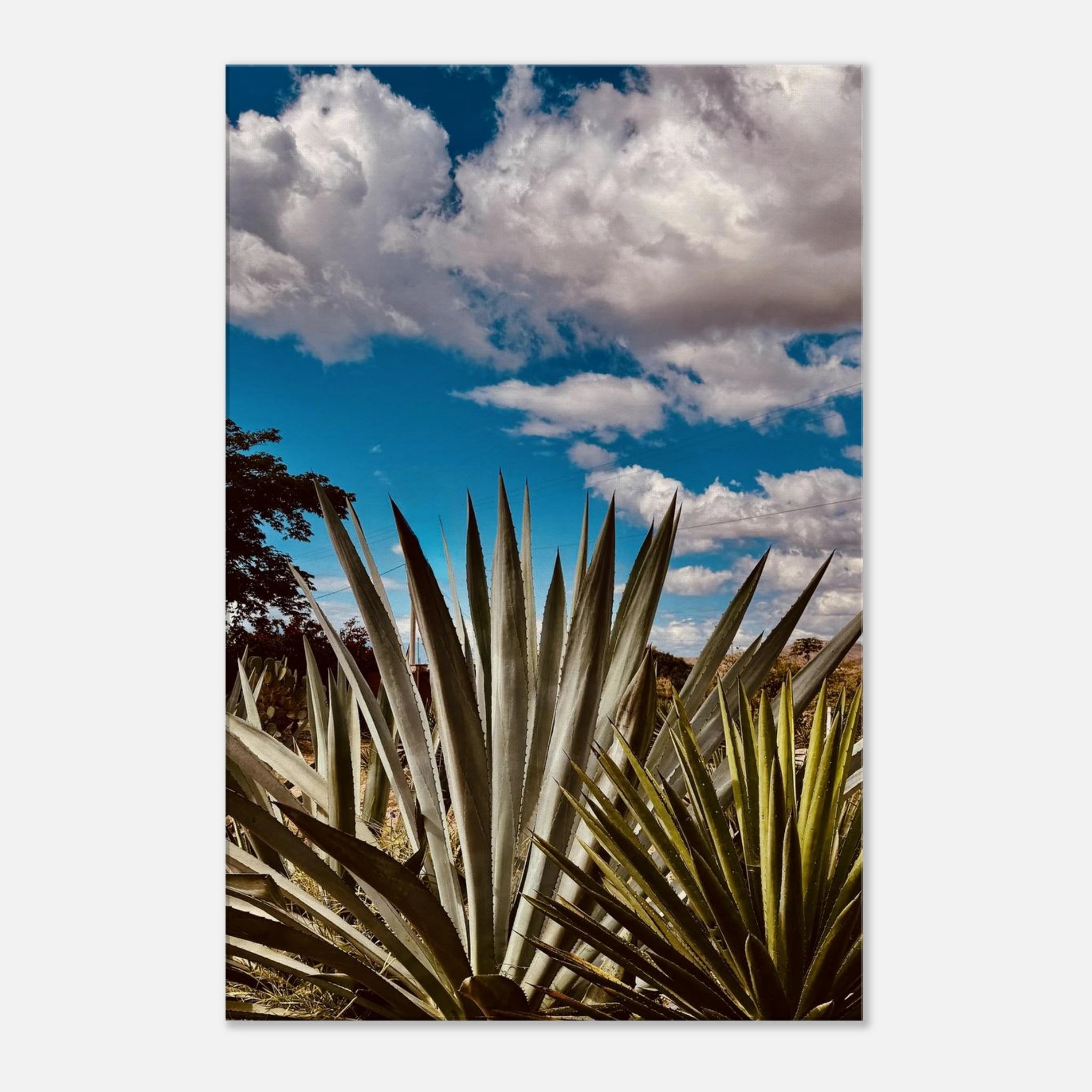 Oaxaca Desert canvas artwork featuring a mezcal plantation from the Travel Collection by My Store.