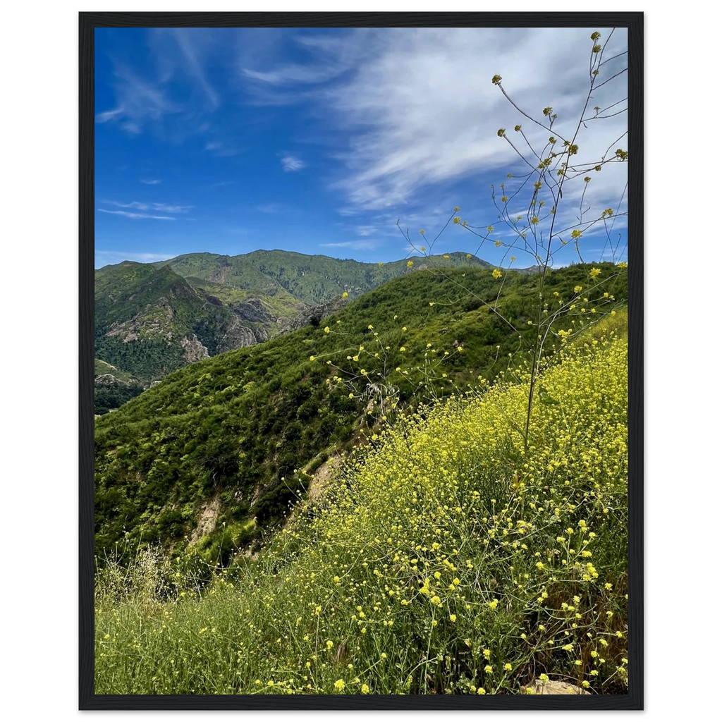 California Malibu Canyon wildflowers poster print on wooden frame, museum-quality matte paper wall art, studio edition by My Store.