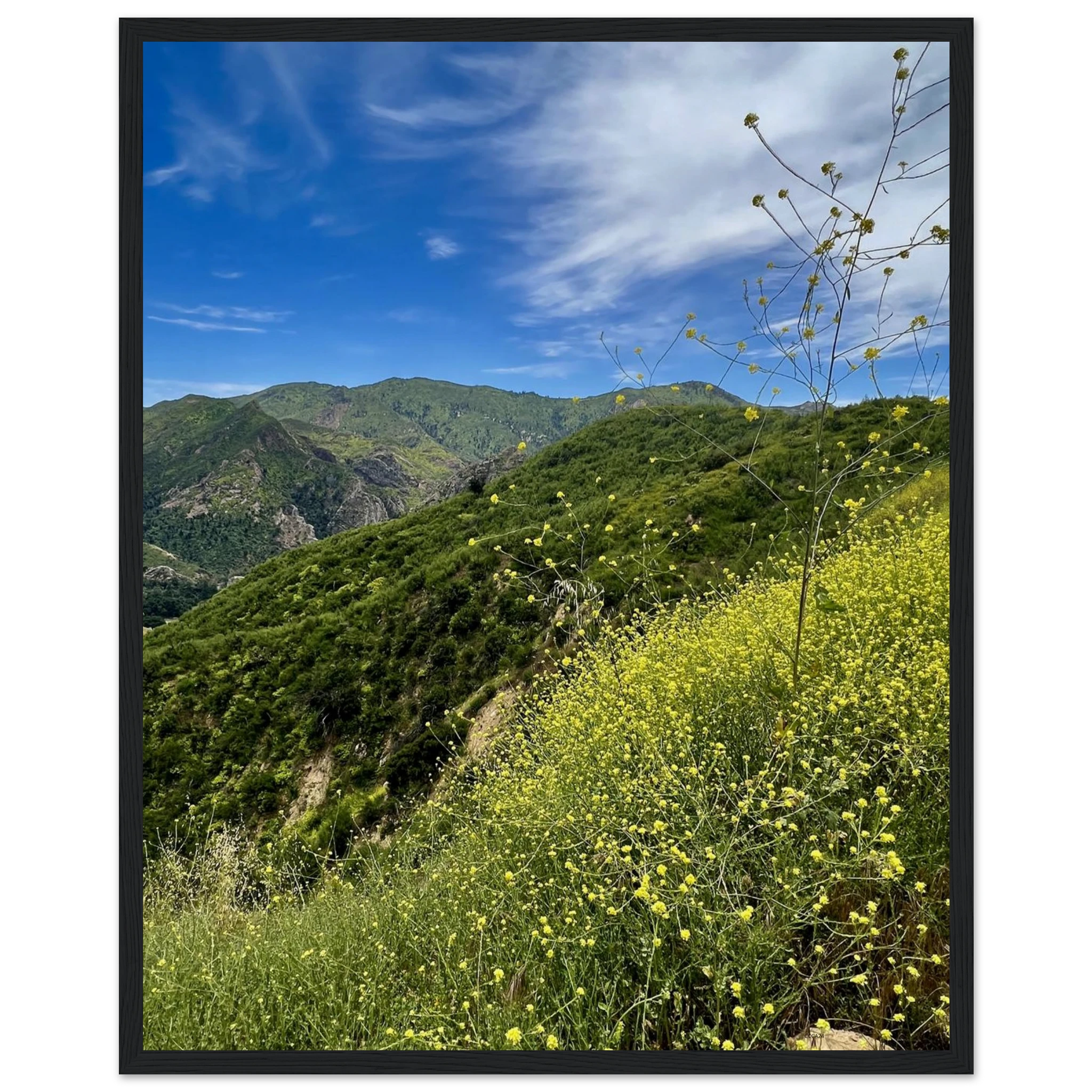 California Malibu Canyon wildflowers poster print on wooden frame, museum-quality matte paper wall art, studio edition by My Store.