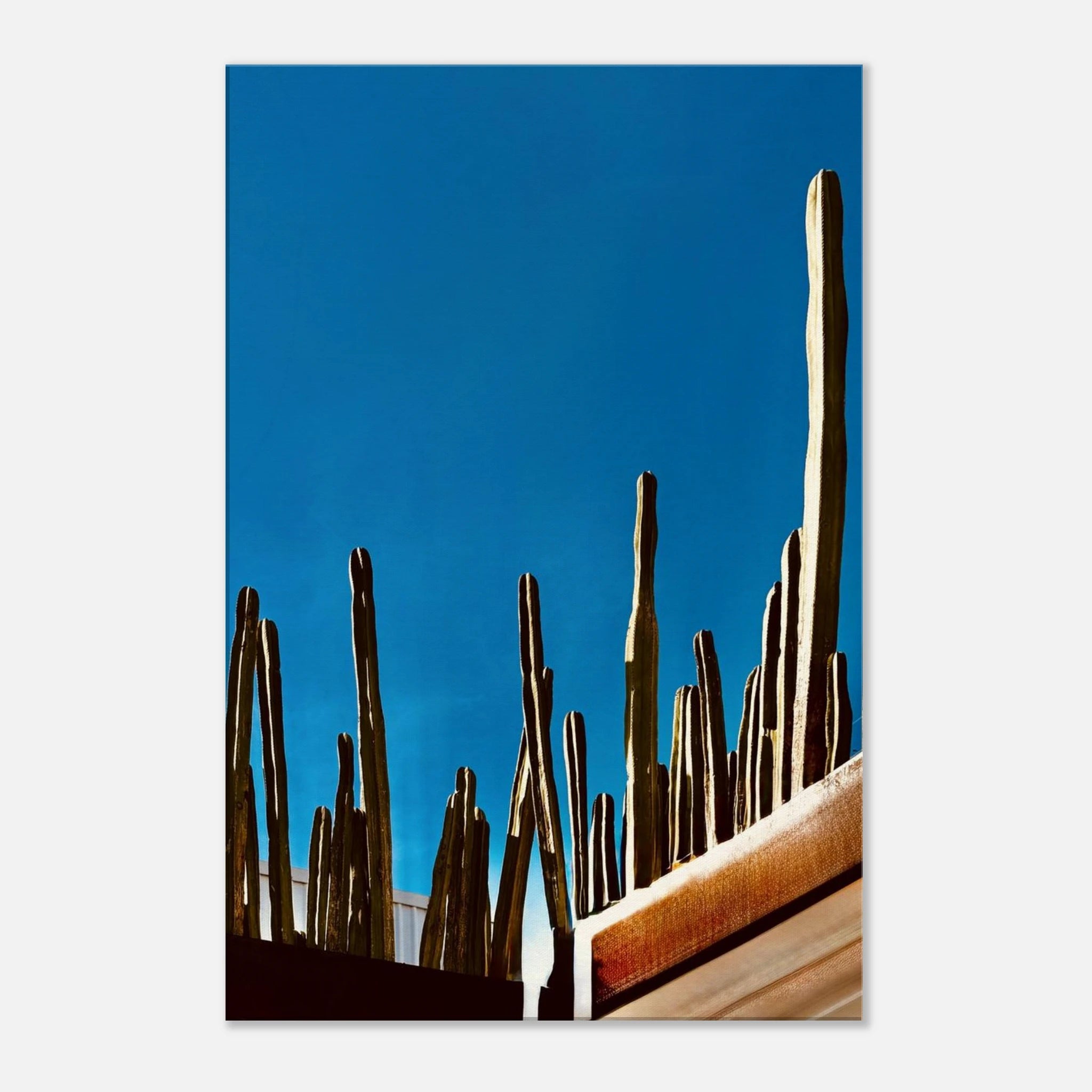 Mexico cactus family rooftop canvas artwork print from the Travel Collection Studio Edition Spring 2026, featuring vibrant desert plants.