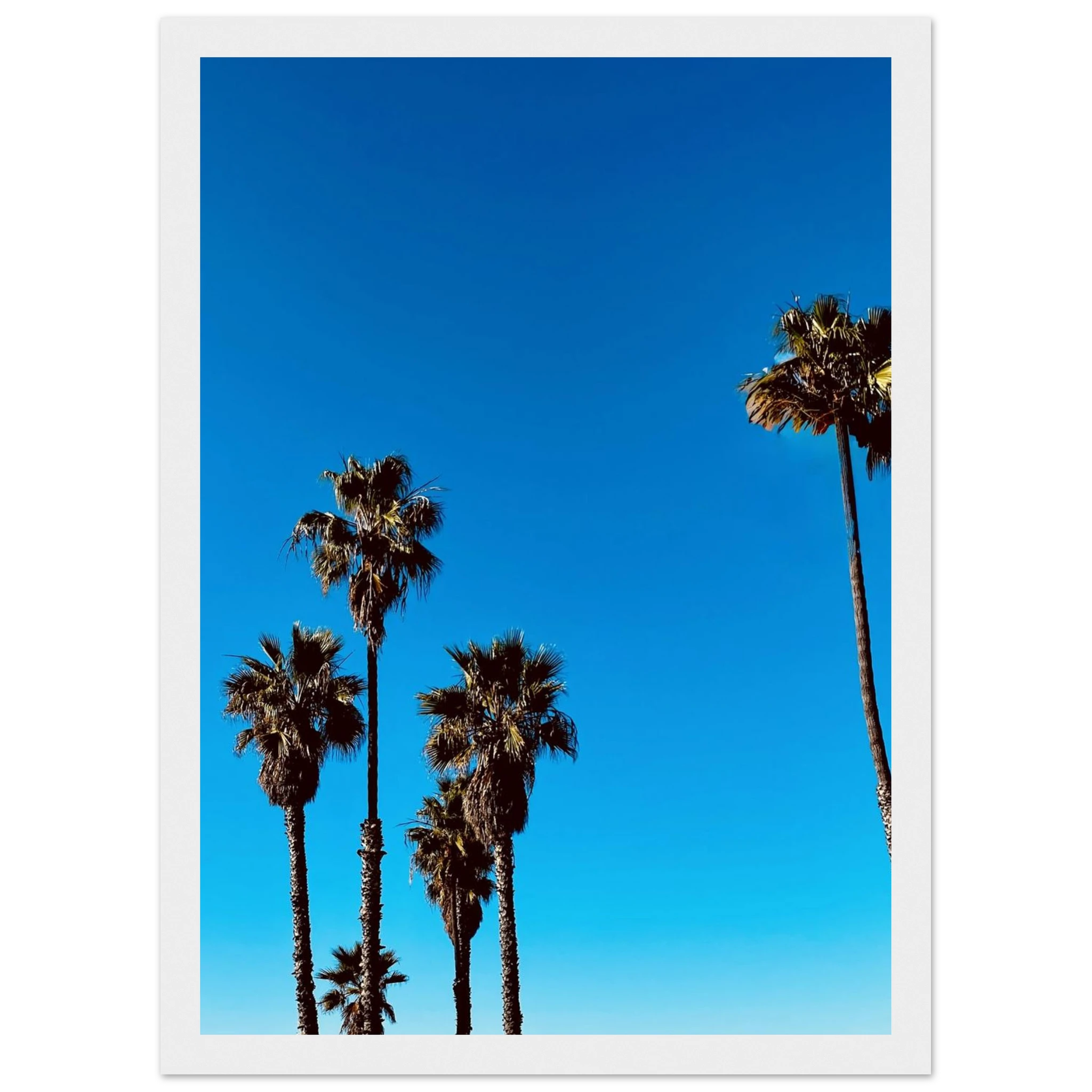 Wooden framed Santa Barbara Palm Tree Magic poster by CaliCuration, California home decor art in semi-glossy paper, spring 2026 studio edition.