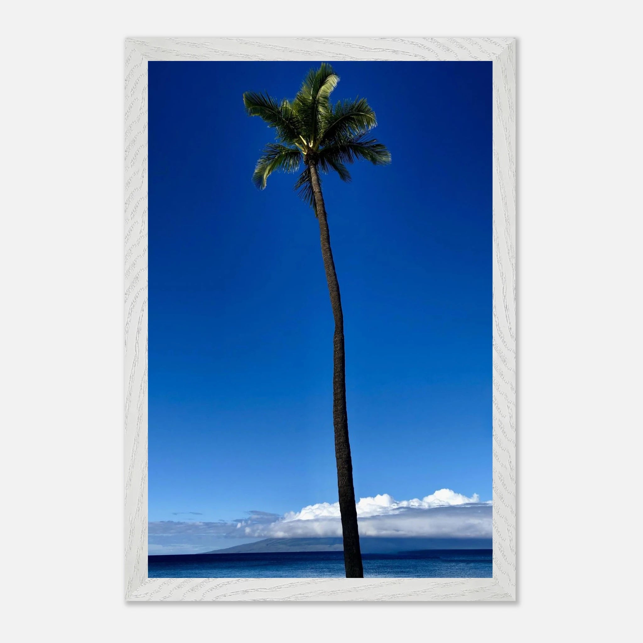 Framed Maui Hawaii Majestic Palm Tree print by CaliCuration from the Travel Collection studio edition, showcasing a lush palm in spring.