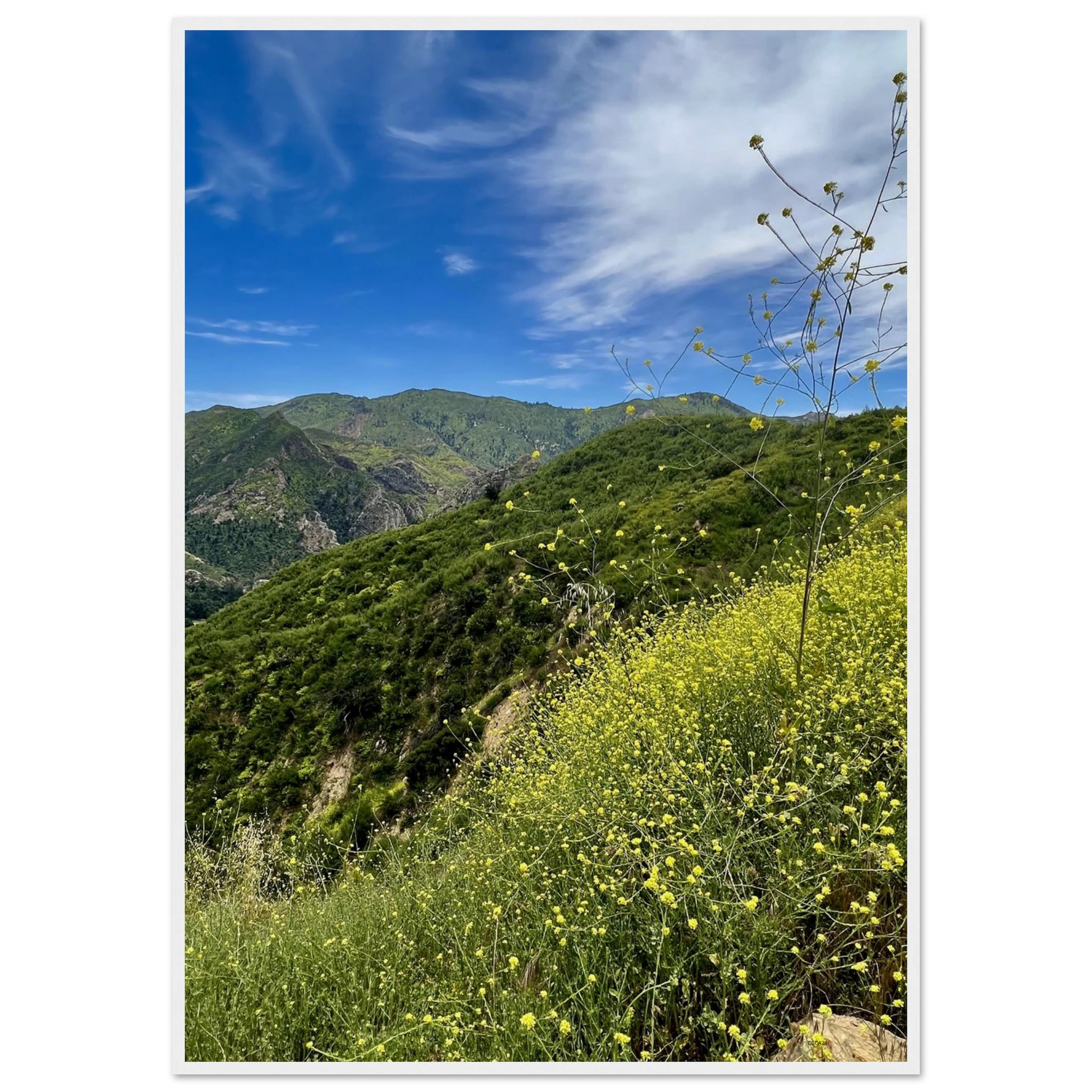 Wooden framed Malibu Canyon Wildflowers poster on museum-quality matte paper wall art, showcasing California floral scenery.