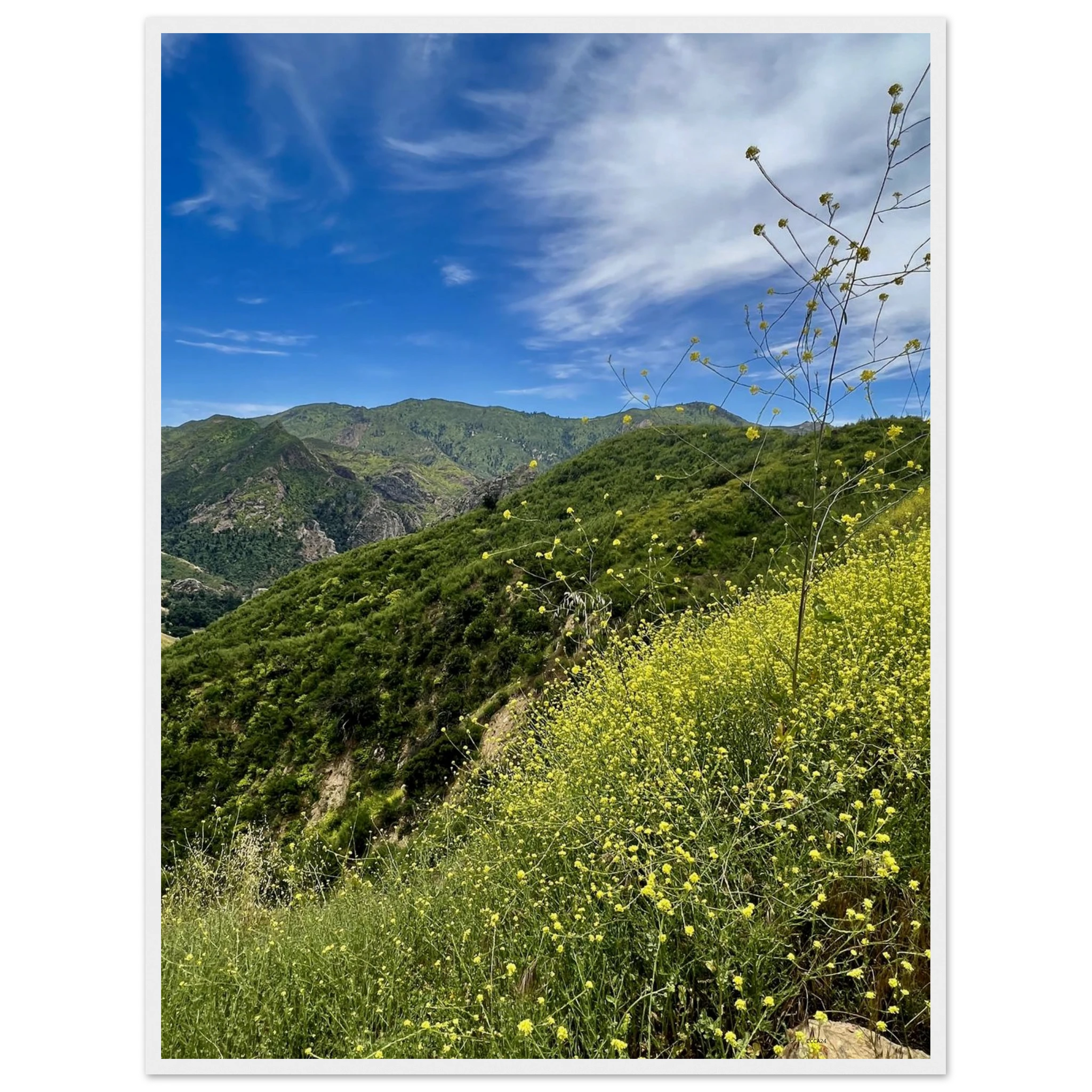 Wooden framed Malibu Canyon Wildflowers poster on museum-quality matte paper wall art showcasing California native flowers.