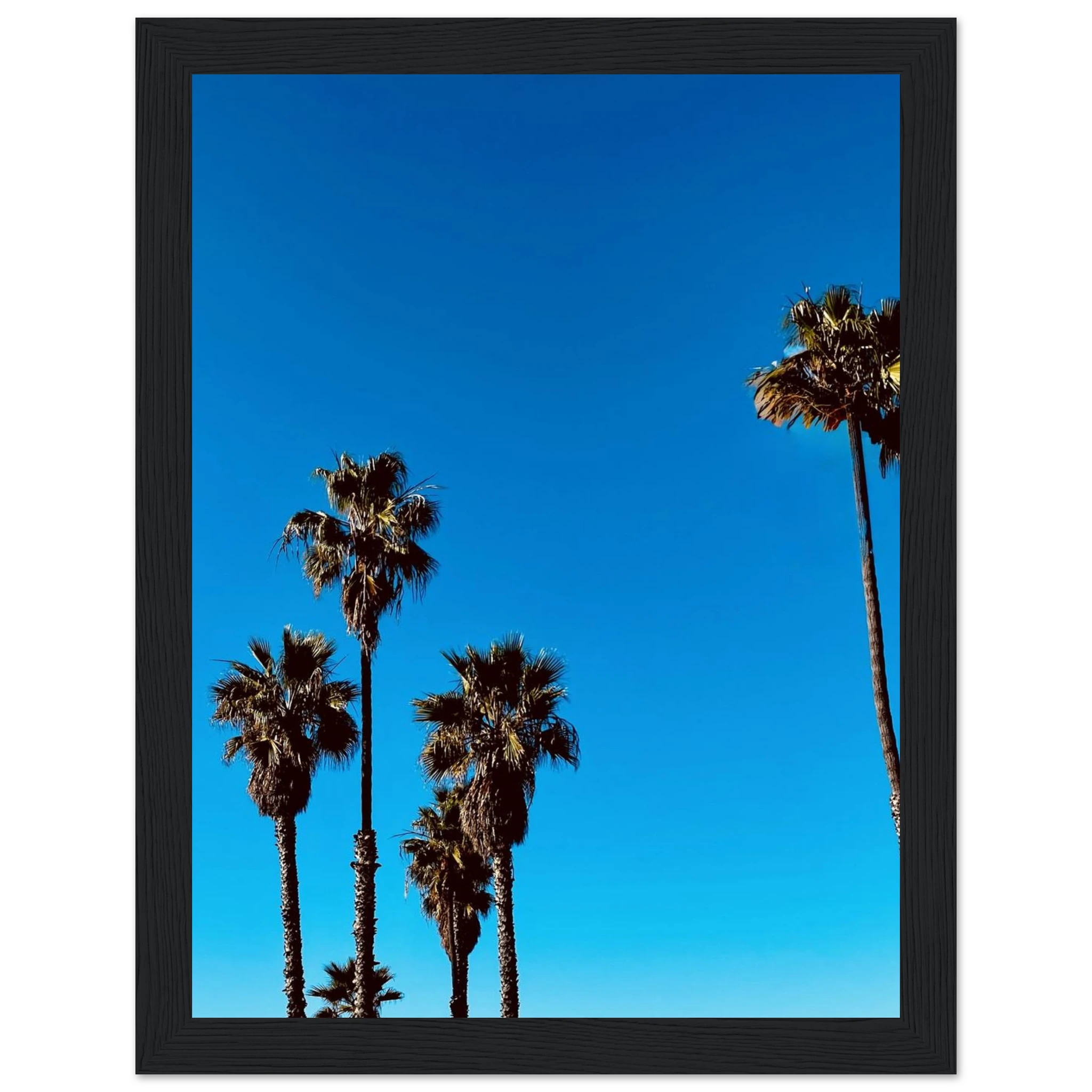Santa Barbara Palm Tree art poster by CaliCuration, premium semi-glossy paper, wooden framed California home decor, Studio Edition Spring '26