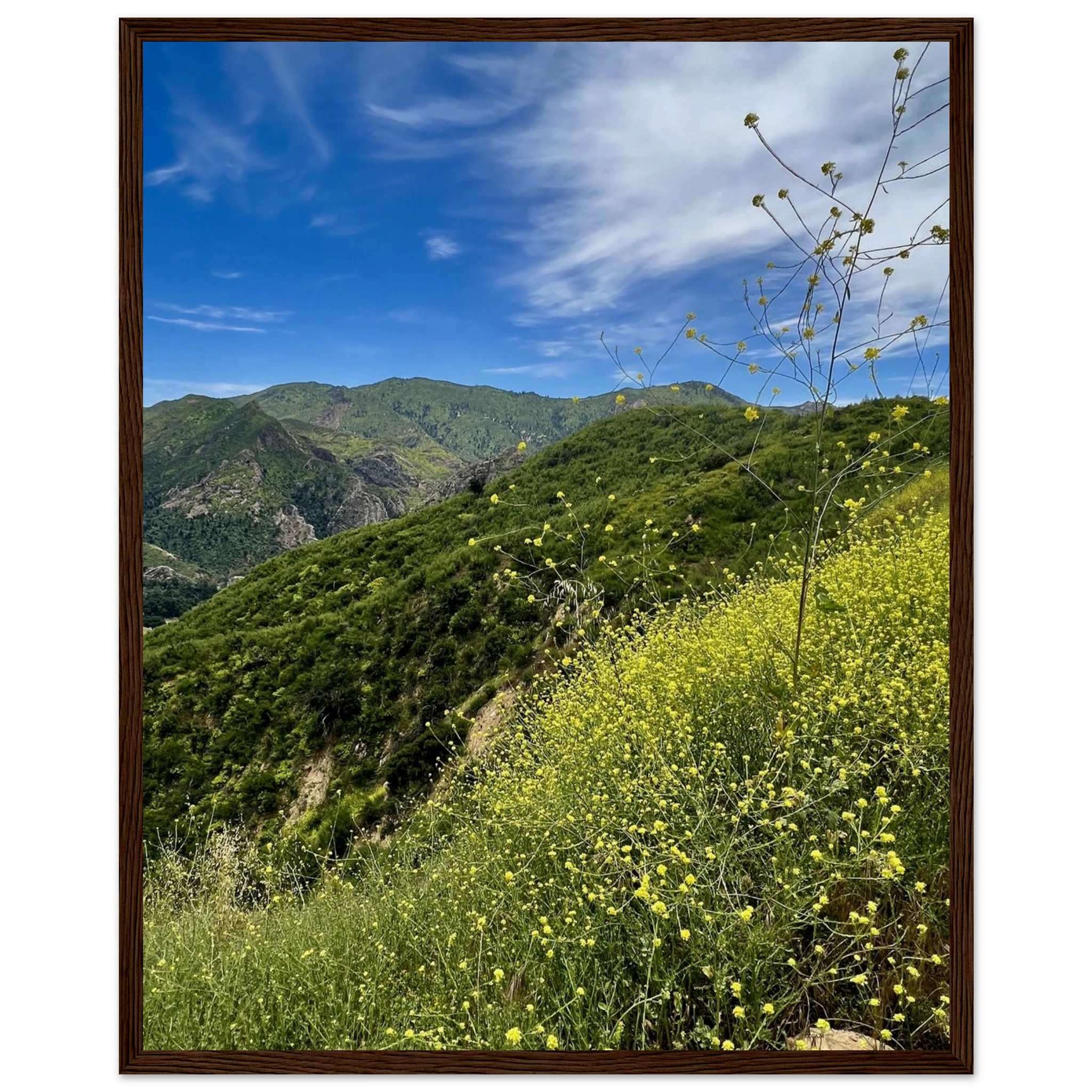 Wooden framed Malibu Canyon Wildflowers poster on museum-quality matte paper wall art, featuring California nature scenery.
