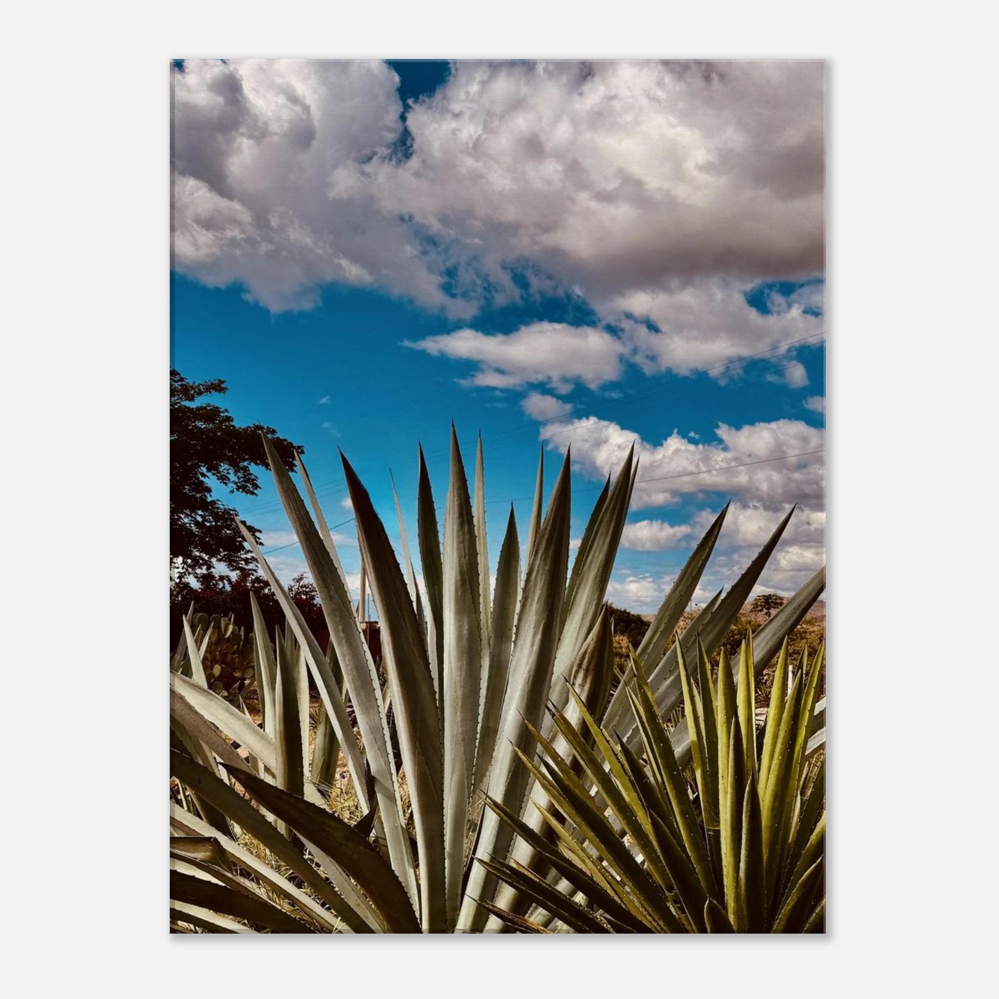 Oaxaca Desert canvas artwork featuring mezcal plantation, part of the Spring '26 travel collection by My Store.