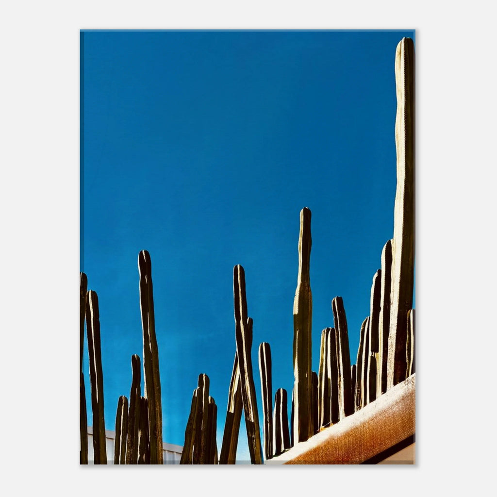 Mexico cactus family rooftop canvas print from the Travel Collection Studio Edition Spring 2026, showcasing vibrant desert plants.