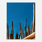 Mexico cactus family rooftop canvas print from the Travel Collection Studio Edition Spring 2026, showcasing vibrant desert plants.