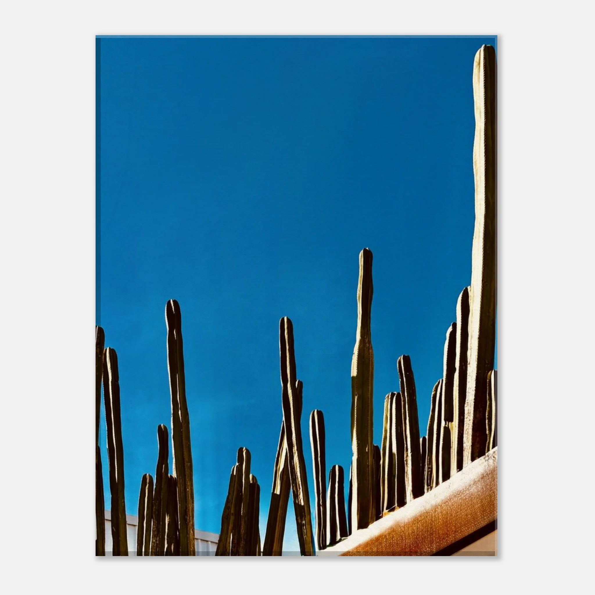 Mexico cactus family rooftop canvas print from the Travel Collection Studio Edition Spring 2026, showcasing vibrant desert plants.