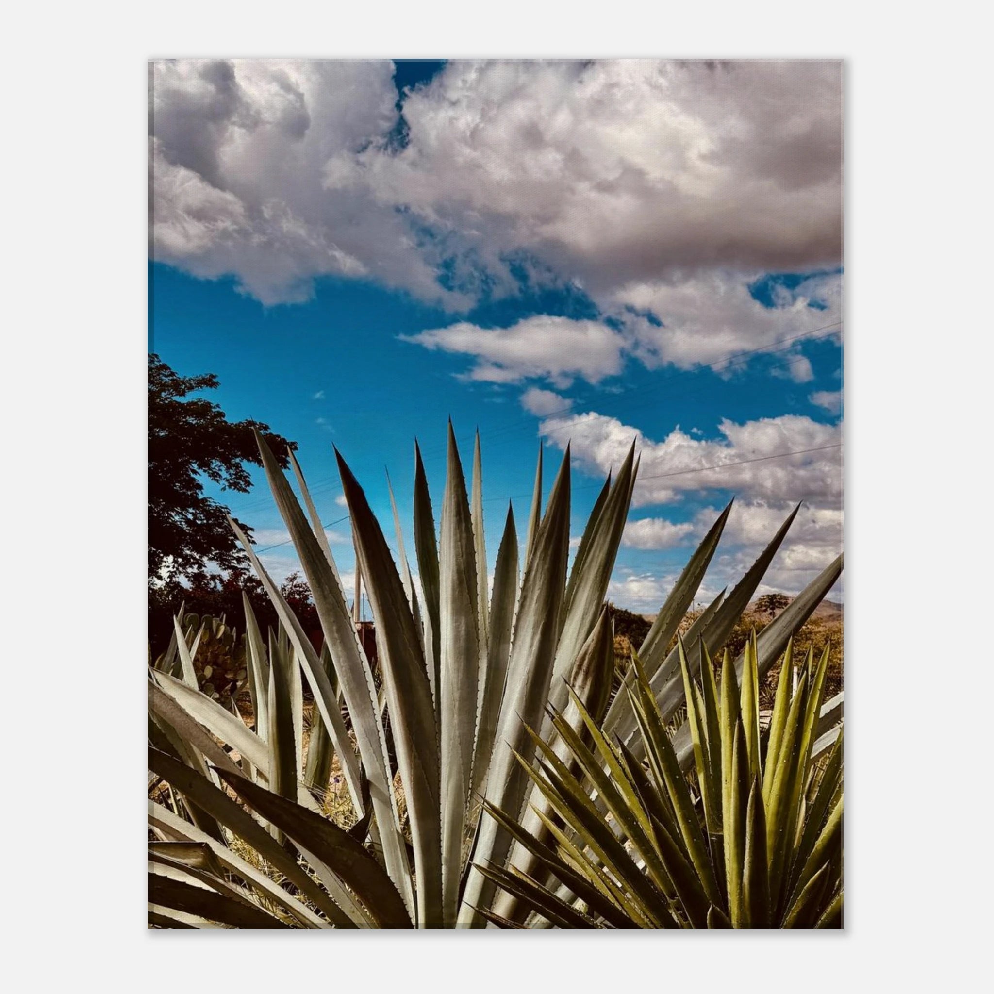 Oaxaca Desert canvas artwork featuring mezcal plantation, vibrant colors in a travel collection print by Studio Edition.