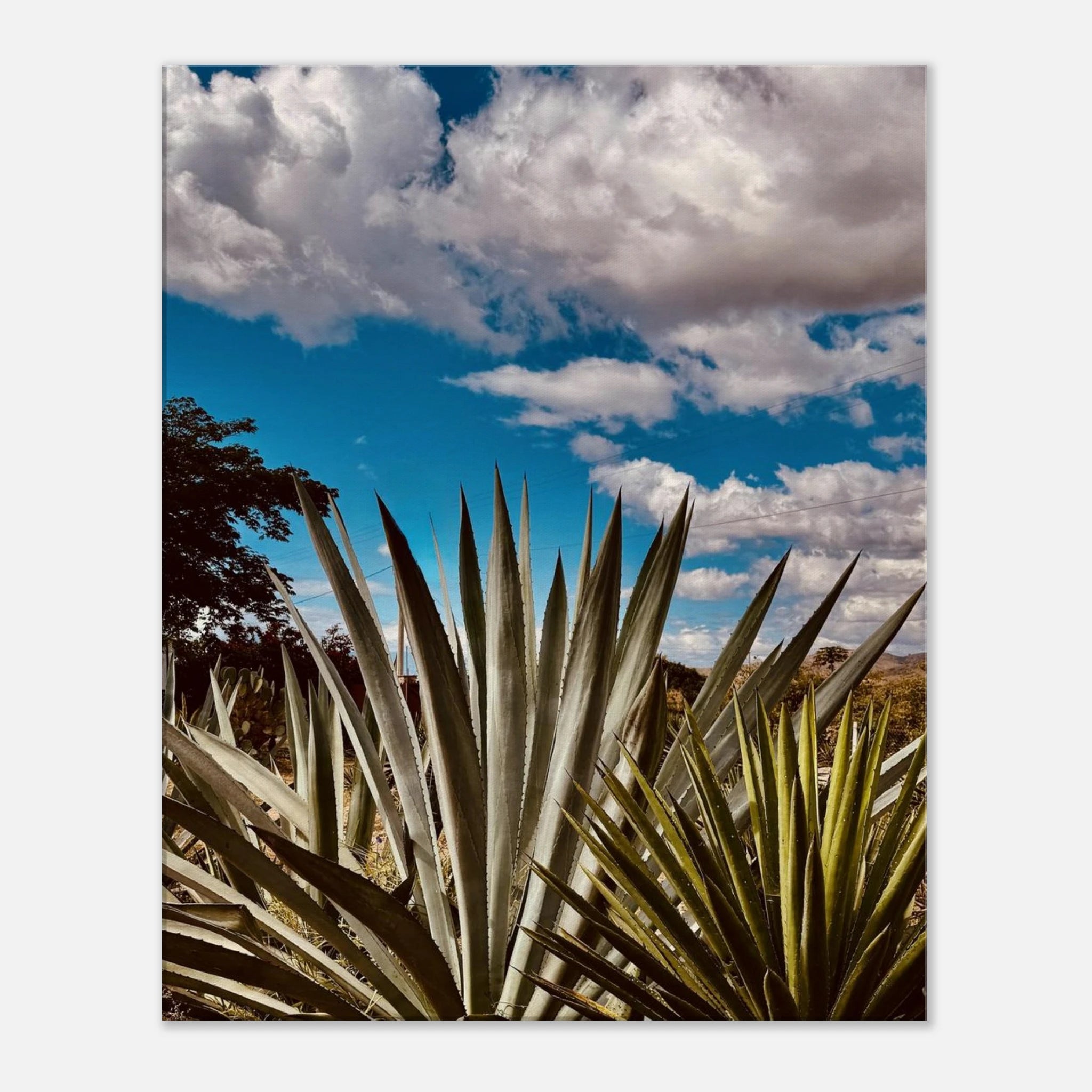 Oaxaca Desert canvas artwork featuring mezcal plantation, part of the Spring' 26 travel collection by My Store.