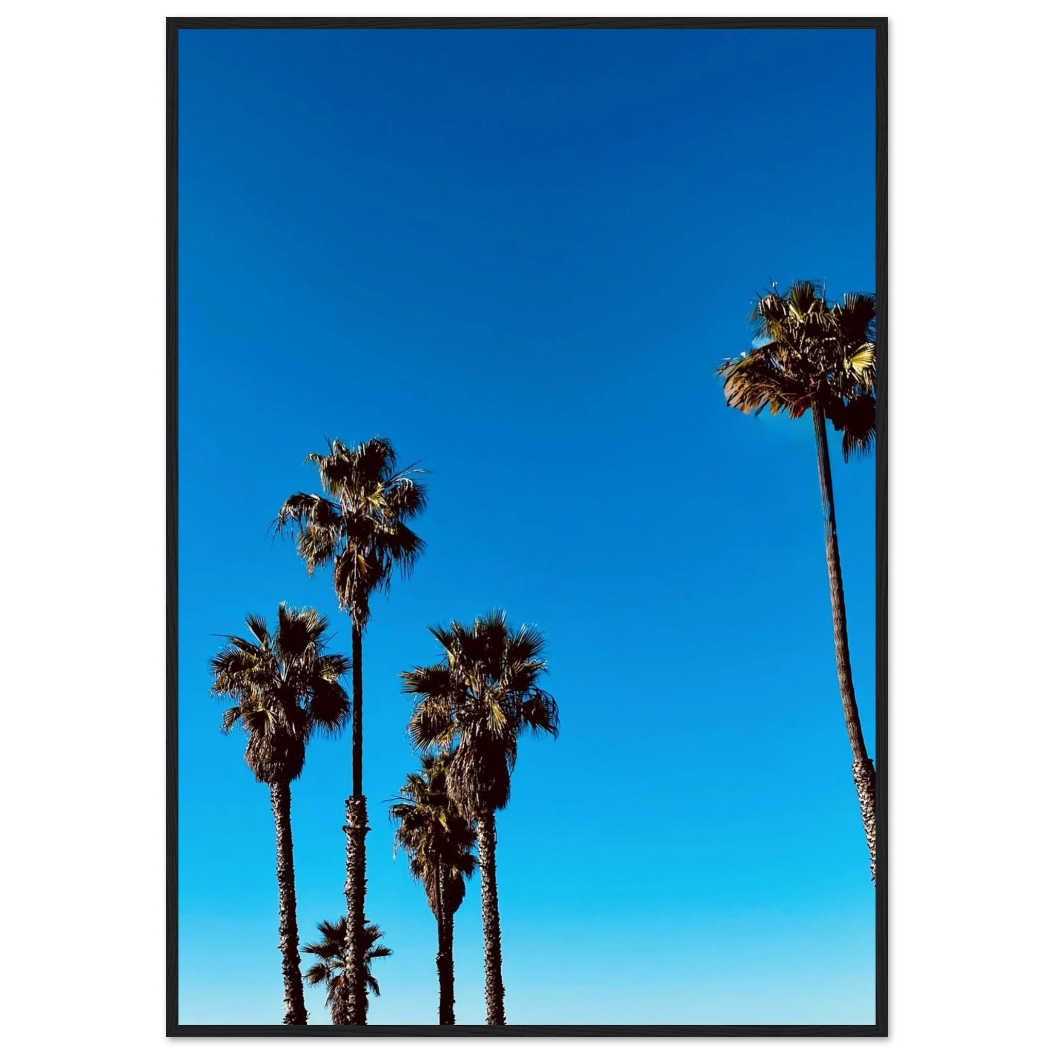 Santa Barbara Palm Tree Magic poster by CaliCuration, framed California home decor art on semi-glossy paper, Studio Edition Spring 26