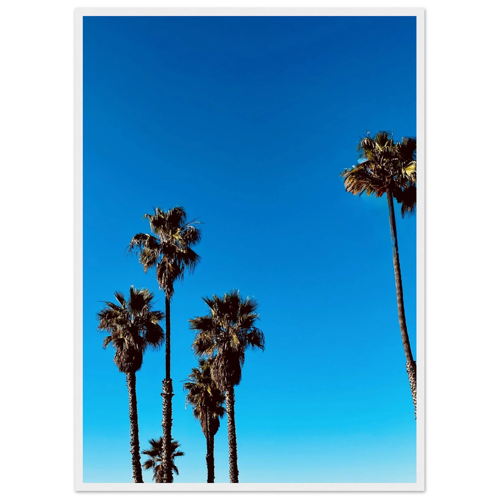Santa Barbara Palm Tree poster by CaliCuration, framed wooden wall art featuring California scenery on semi-glossy paper.