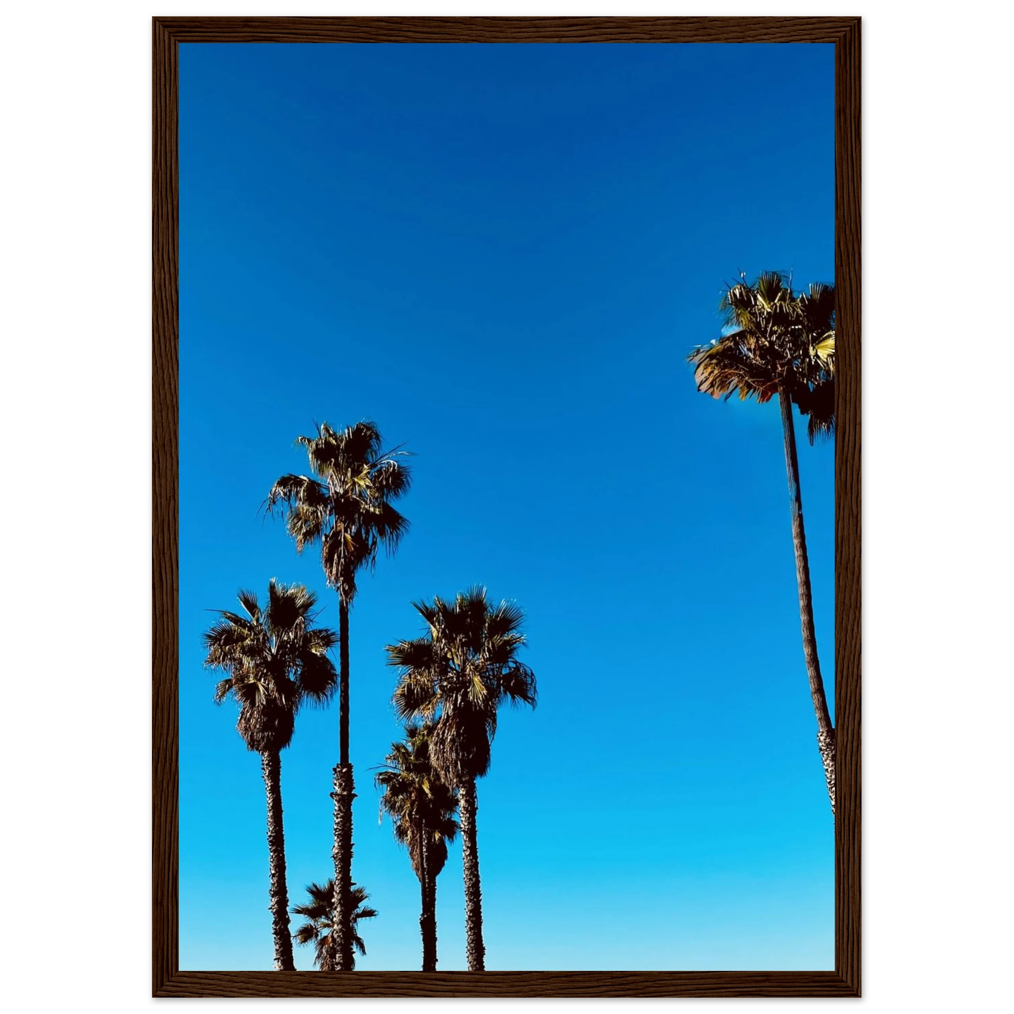 Santa Barbara Palm Tree art poster by CaliCuration, framed California home decor print on semi-glossy paper, studio edition spring '26