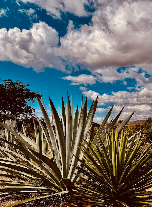 Image with text section