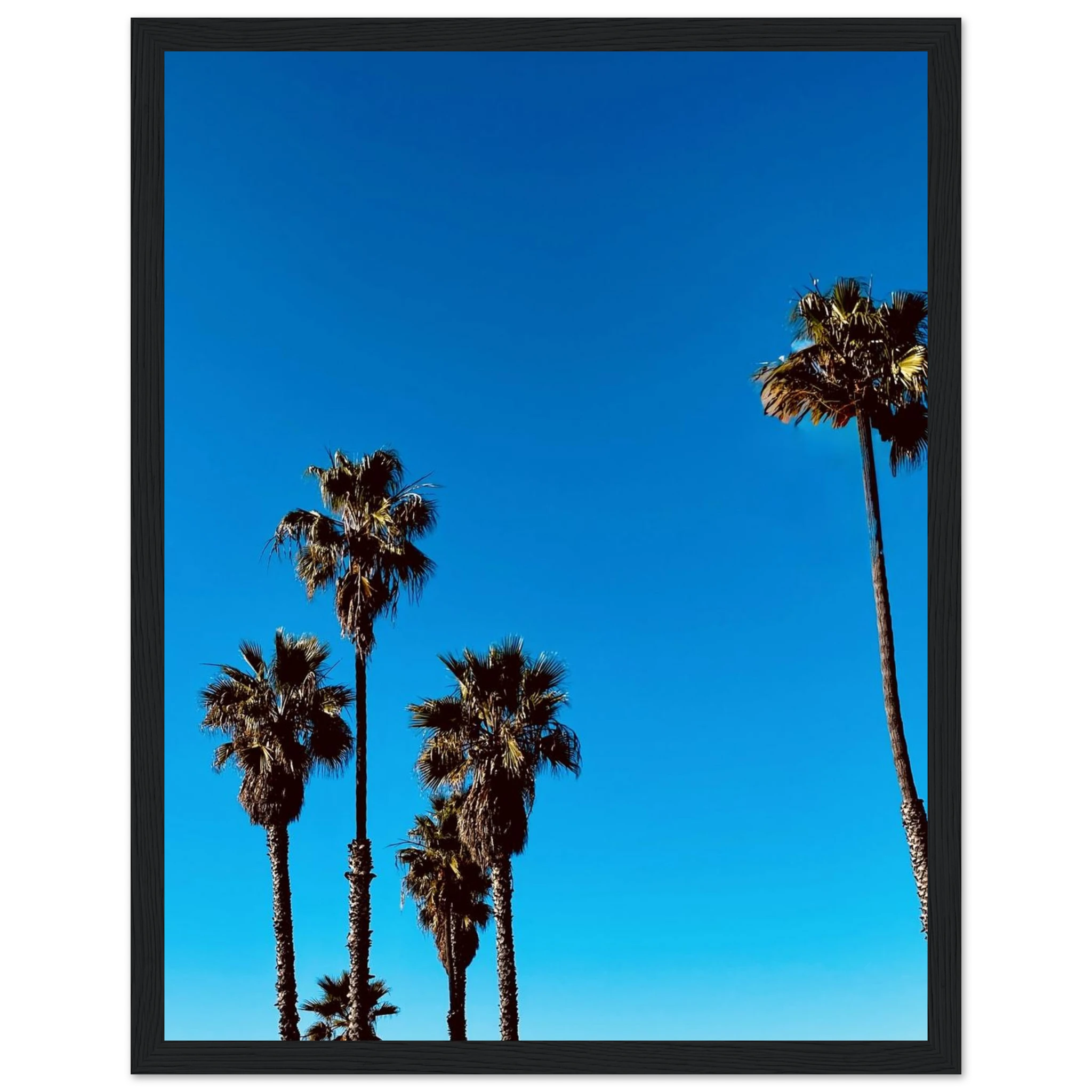 Wooden framed Santa Barbara Palm Tree poster by CaliCuration featuring California art on semi-glossy paper, spring 2026 studio edition.
