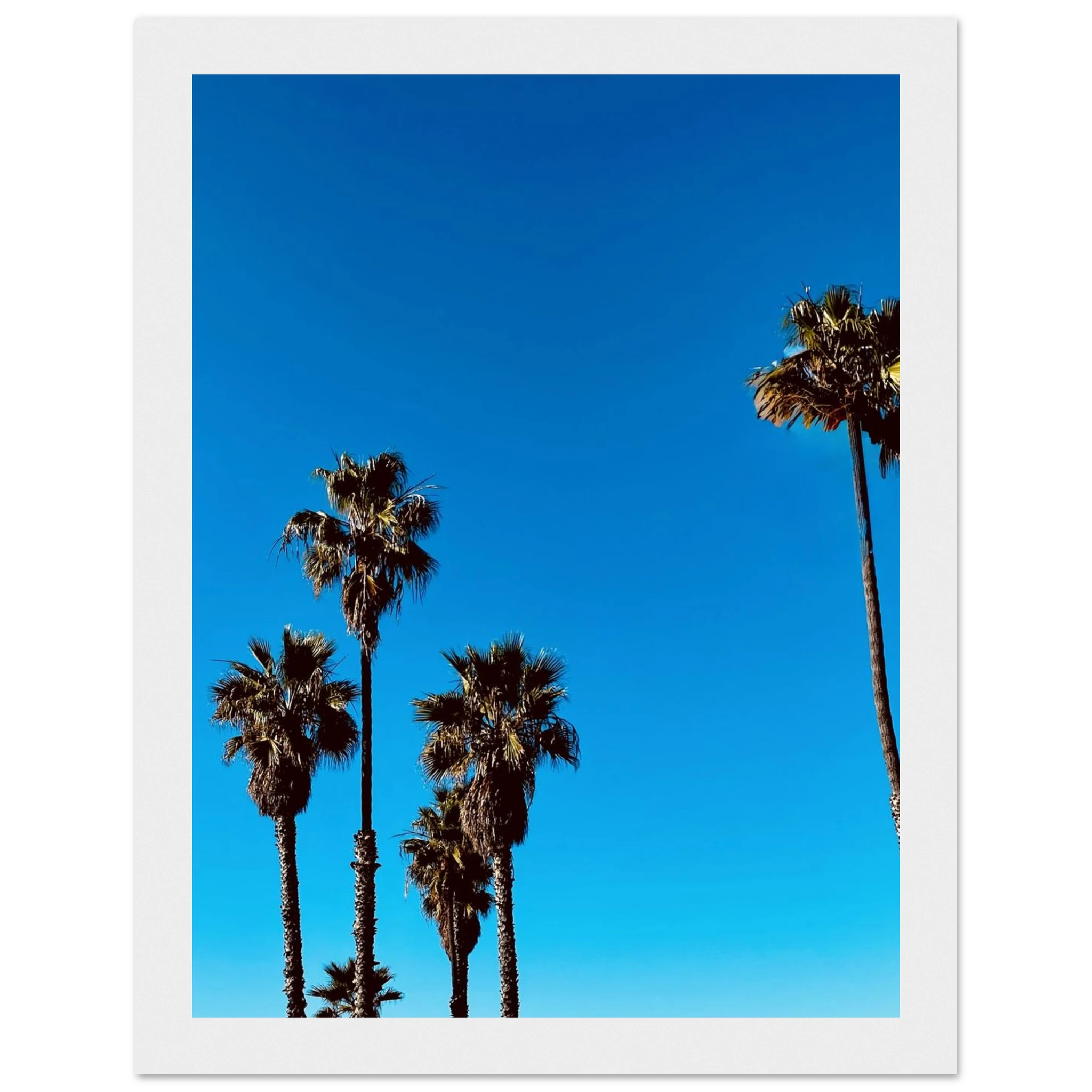 Semi-glossy wooden framed poster of Santa Barbara Palm Tree Magic by CaliCuration, California home decor art for spring 2026.
