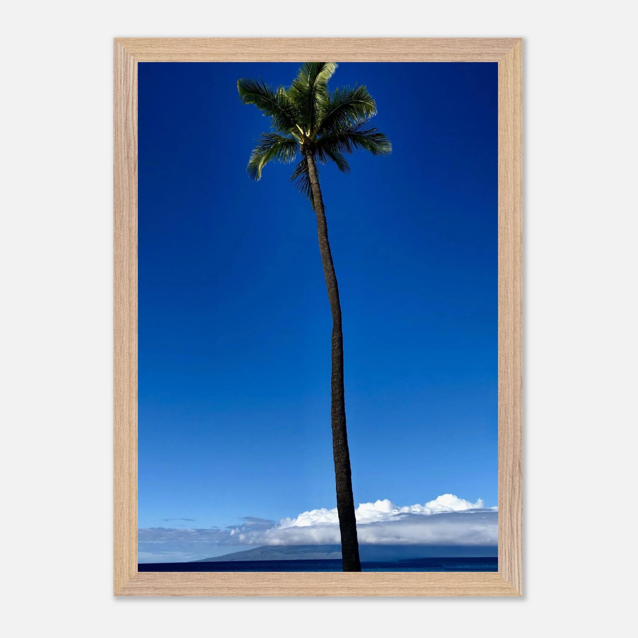 Hawaii Majestic Palm Tree Maui framed print by CaliCuration from the Travel Collection Spring 2026, showcasing tropical palm scenery.