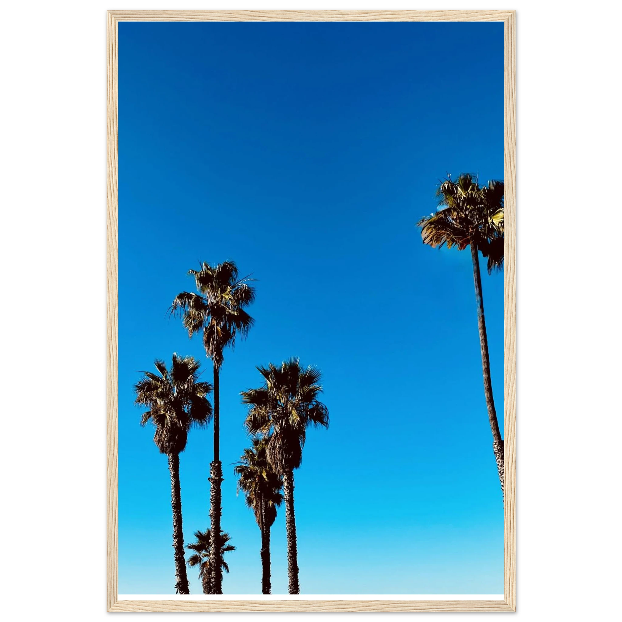 California Santa Barbara Palm Tree poster by CaliCuration, framed wooden decor art print, semi-glossy paper, spring 2026 studio edition