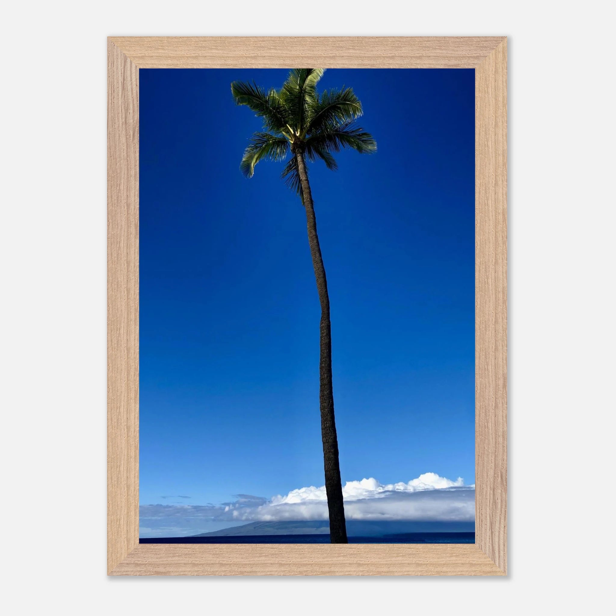 Framed Maui Hawaii Majestic Palm Tree print by CaliCuration, showcasing a tropical scene from the Travel Collection Studio Edition.