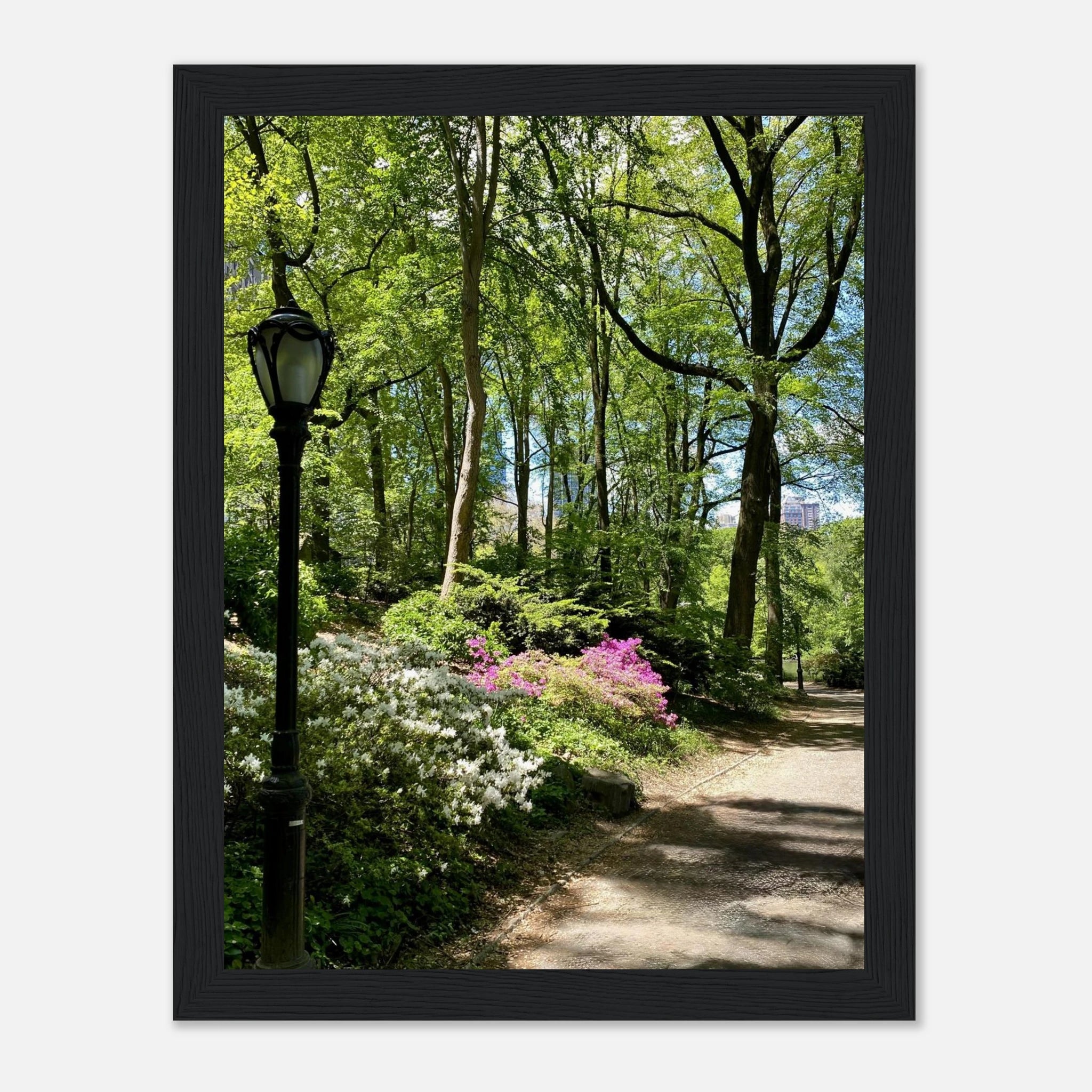 Central Park walkway framed art print on premium matte paper, wooden frame, part of the Studio Edition travel collection.
