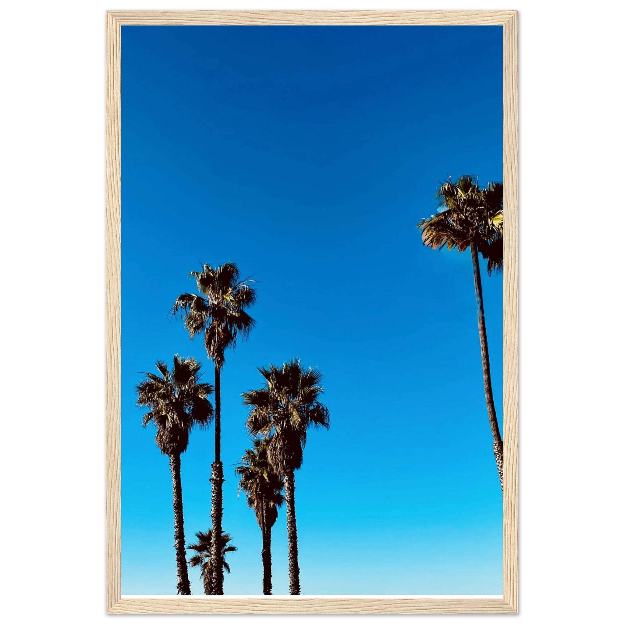 Santa Barbara Palm Tree art poster by CaliCuration, California-themed home decor with a wooden frame and semi-glossy finish.