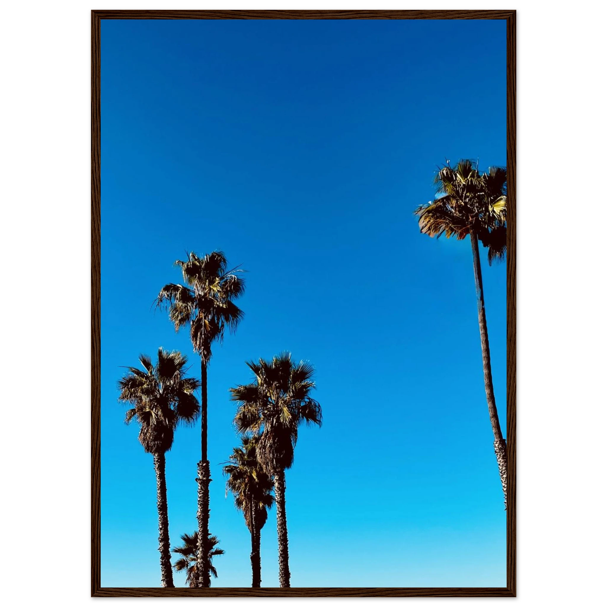 CaliCuration Santa Barbara Palm Tree Magic wooden framed poster, California-themed home decor, semi-glossy paper, Studio Edition Spring '26