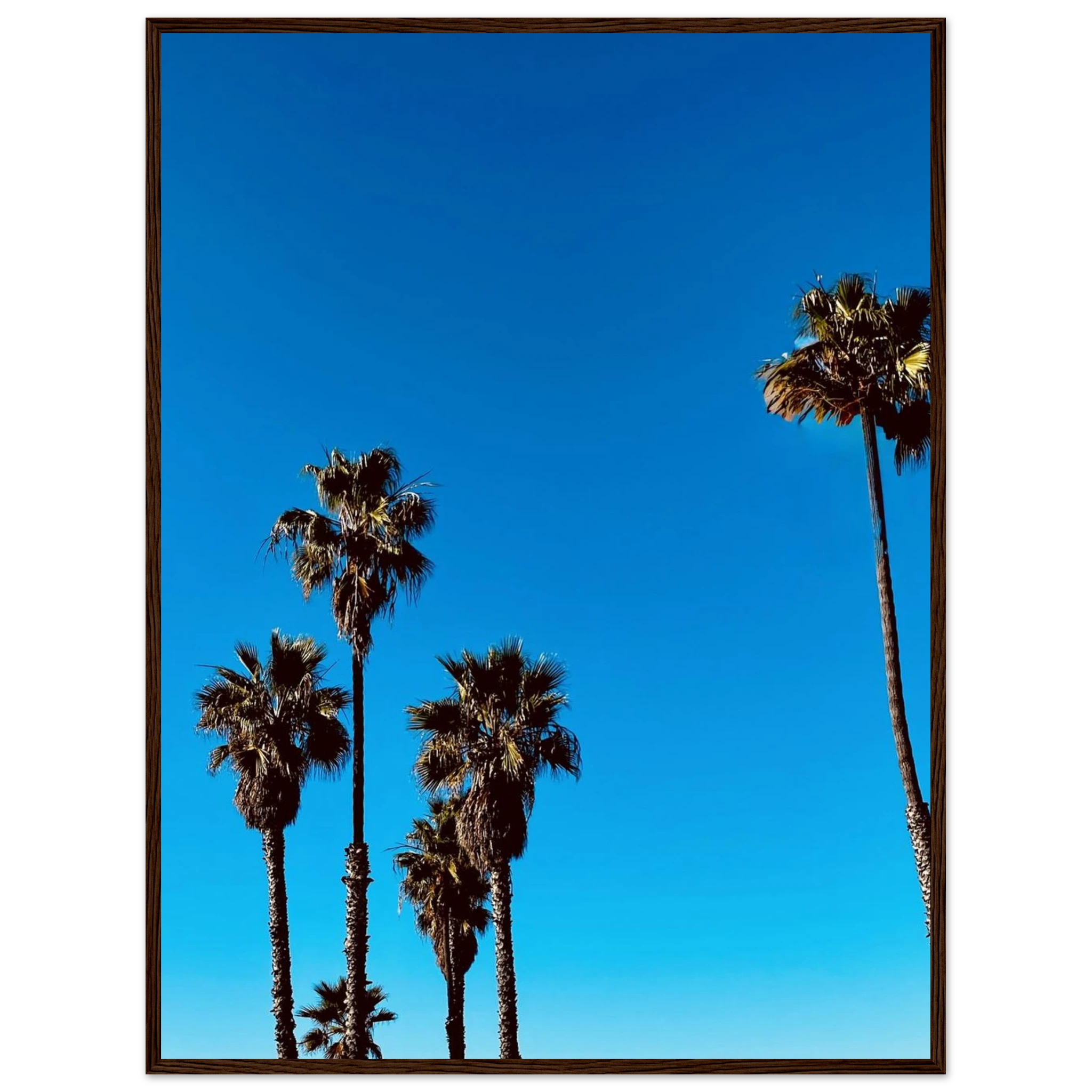 CaliCuration Santa Barbara Palm Tree Magic poster, framed wooden art print, California-themed home decor, spring 2026 studio edition