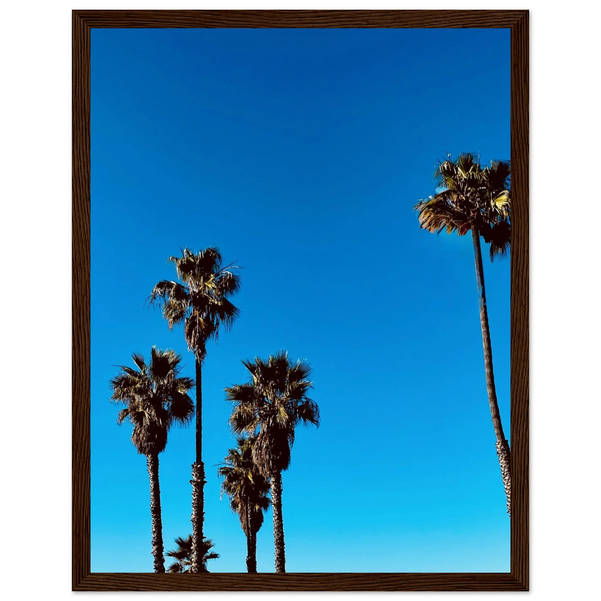 CaliCuration Santa Barbara Palm Tree Magic framed poster featuring California art on semi-glossy paper, spring 2026 studio edition.