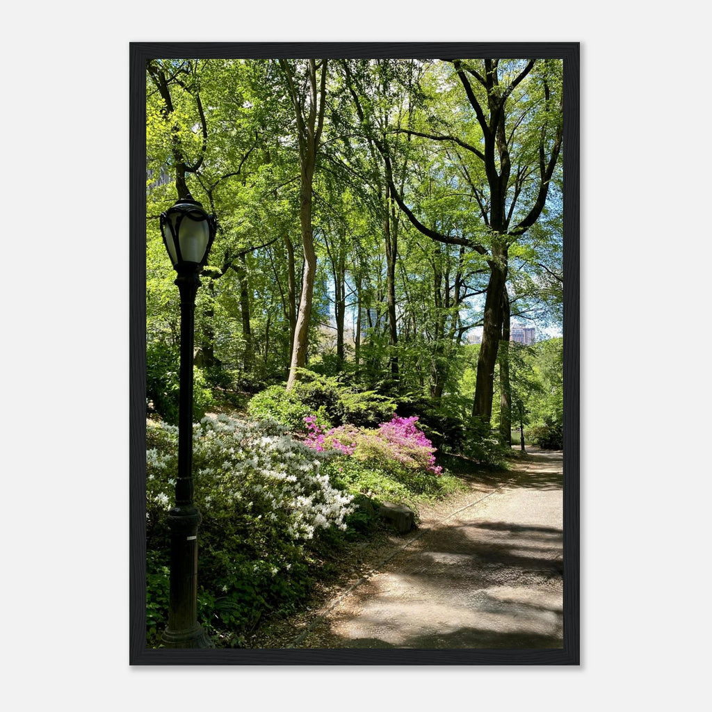 Central Park walkway framed art print on premium matte paper, wooden frame, part of the Studio Edition travel collection.