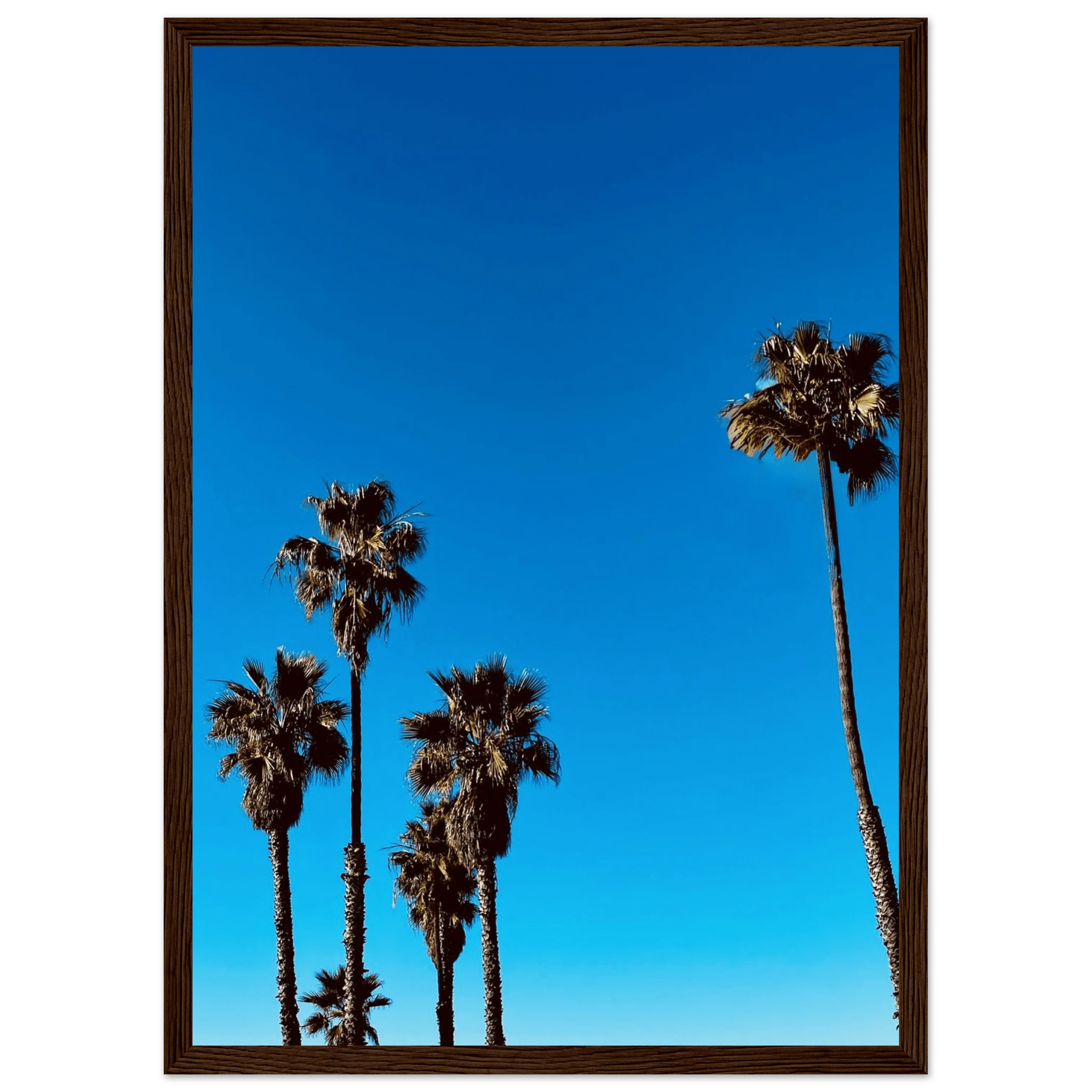 Wooden framed Santa Barbara Palm Tree Magic poster on semi-glossy paper, California art studio edition for home decor.