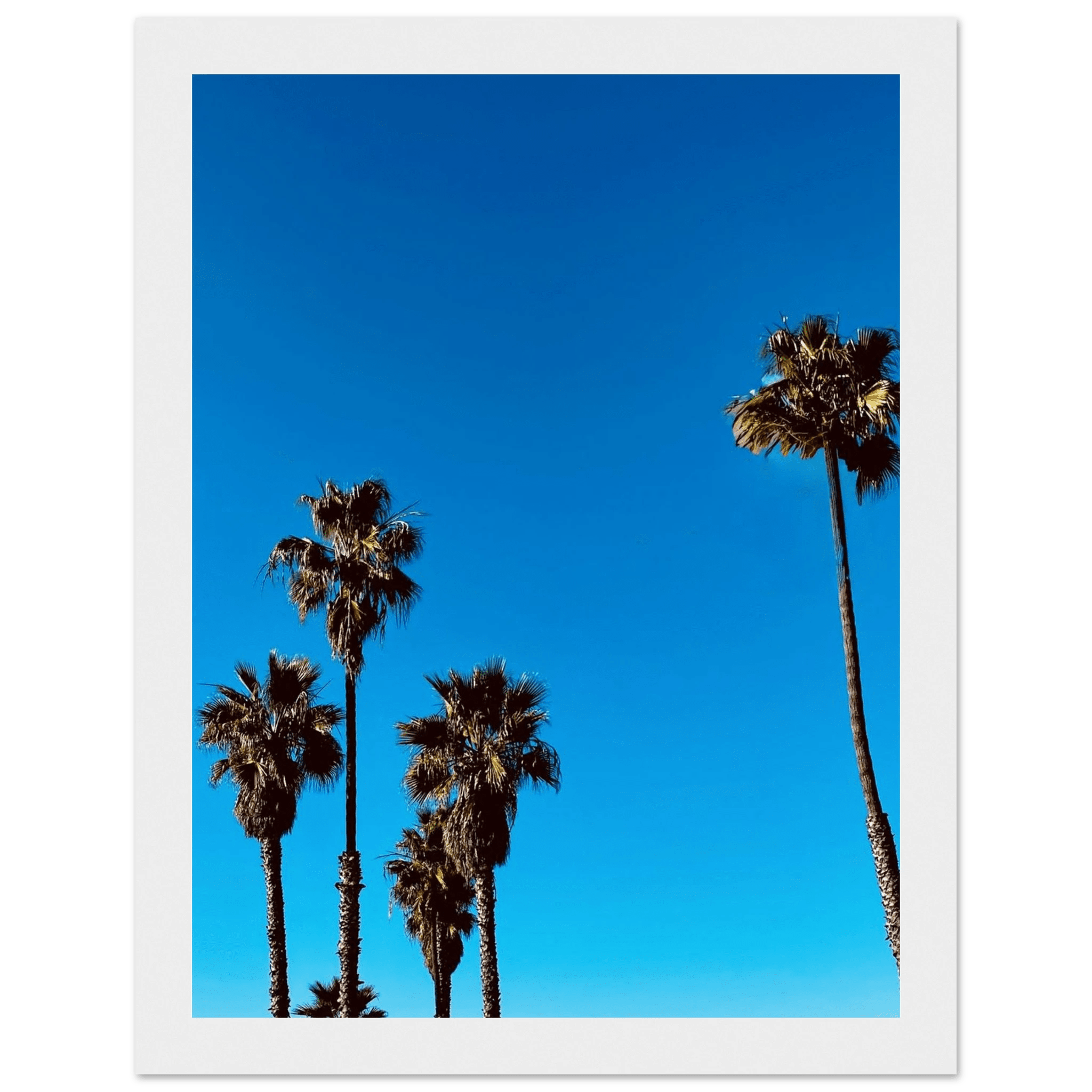 Wooden framed Santa Barbara Palm Tree Magic poster on premium semi-glossy paper, California-themed home decor by CaliCuration.