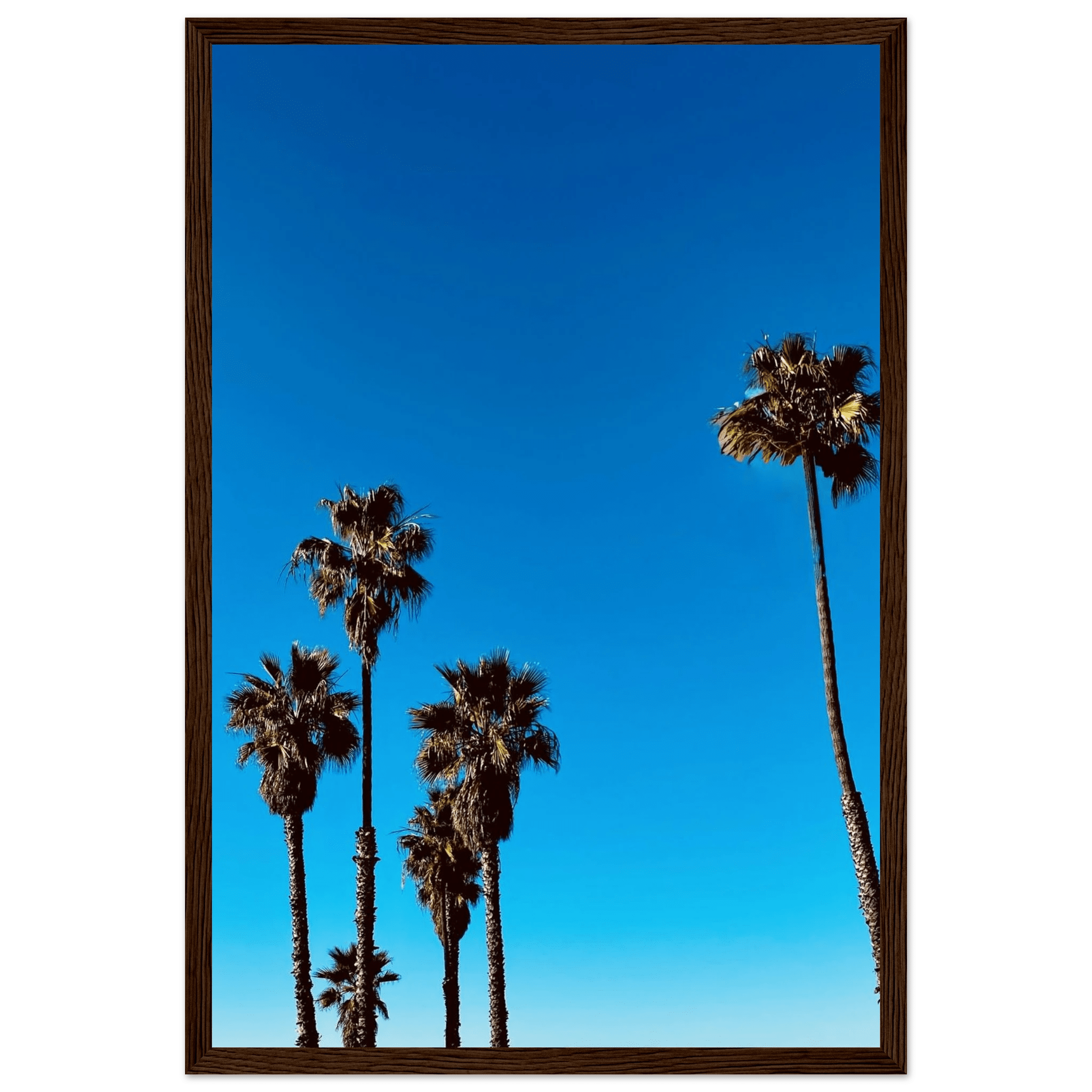 Wooden framed Santa Barbara Palm Tree Magic poster on premium semi-glossy paper, California art home decor by CaliCuration.