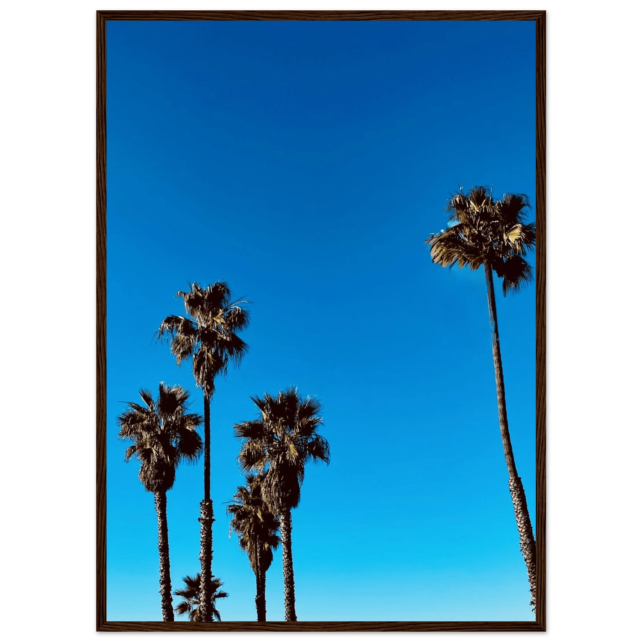 Wooden framed Santa Barbara Palm Tree poster on semi-glossy paper, California home decor art by CaliCuration, Studio Edition Spring '26.