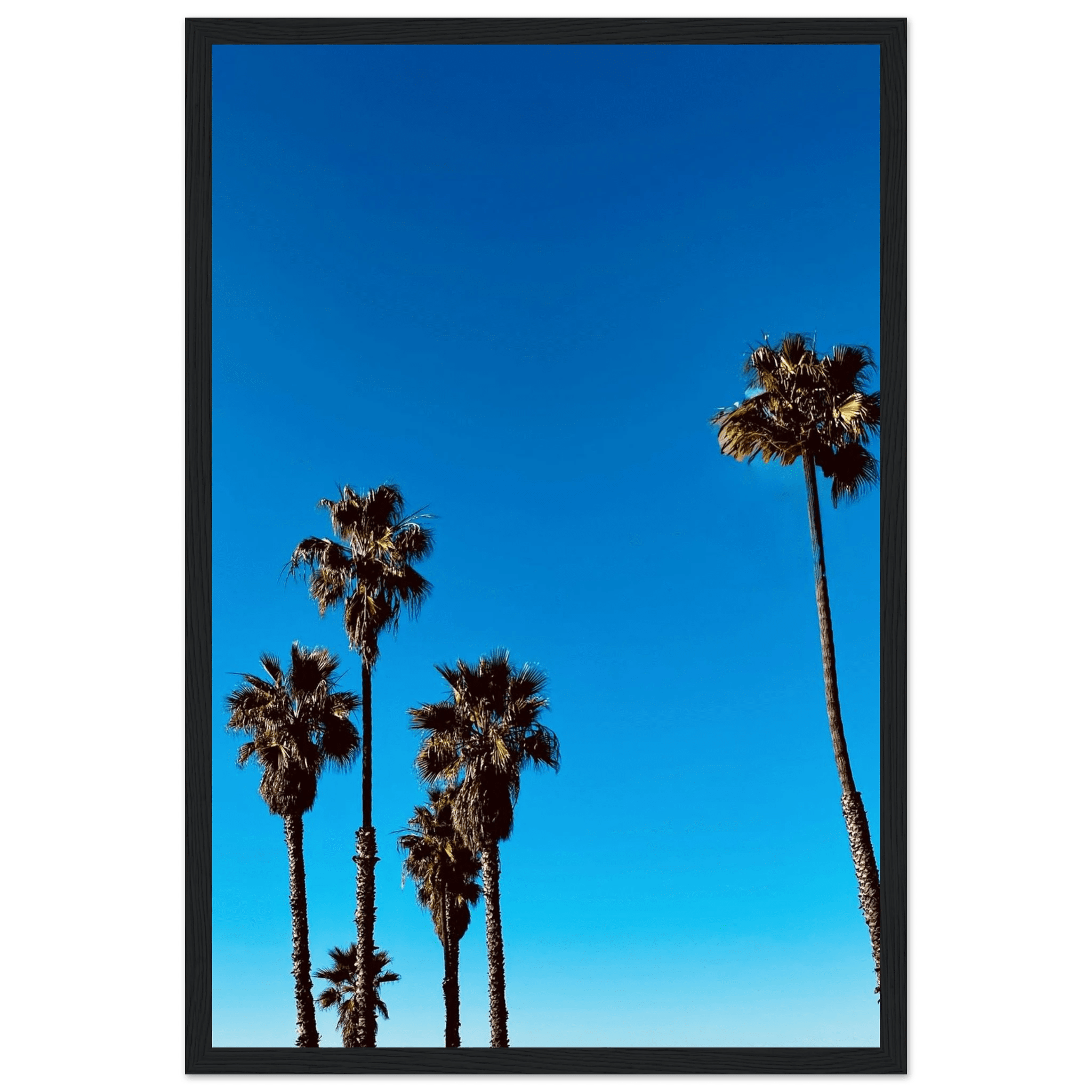 Wooden framed Santa Barbara Palm Tree poster on semi-glossy paper, California-inspired home decor art by CaliCuration.