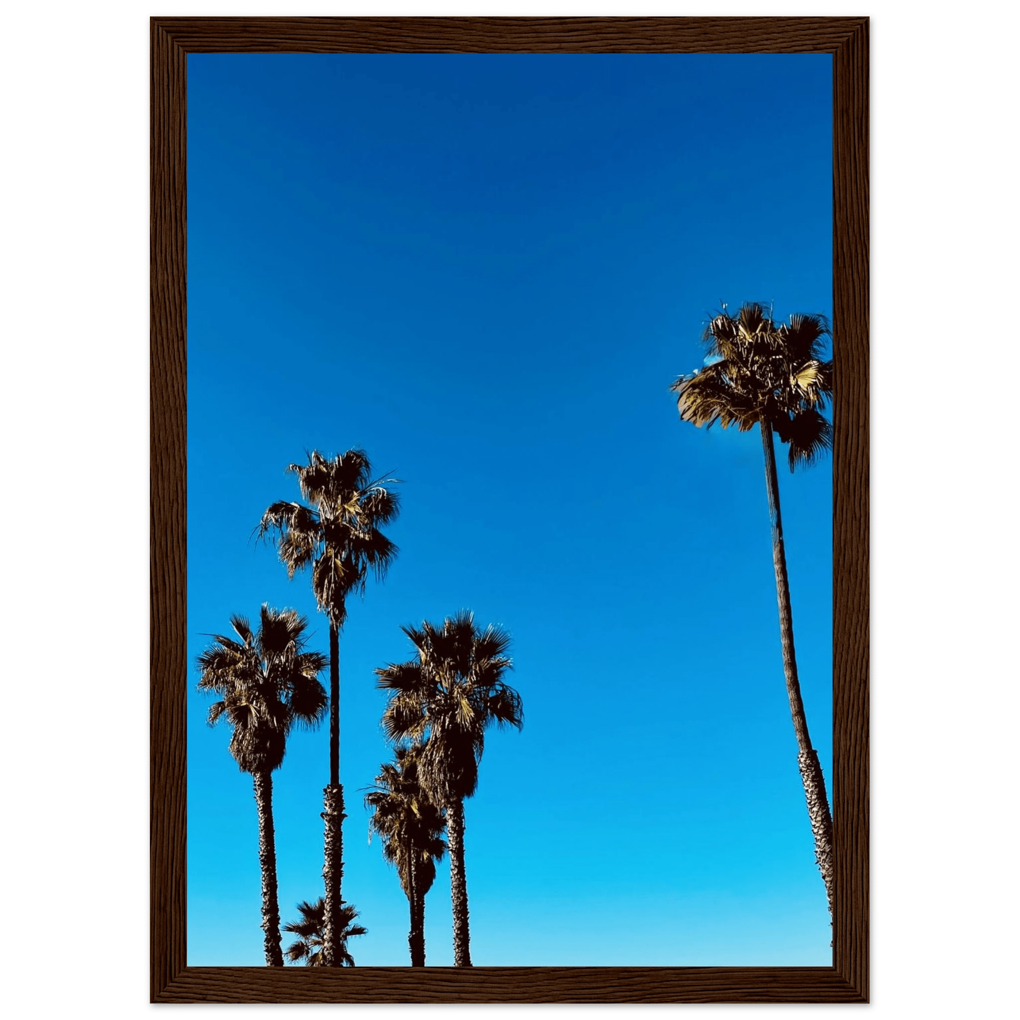 Wooden framed Santa Barbara Palm Tree Magic poster on semi-glossy paper, California art studio edition for home decor.
