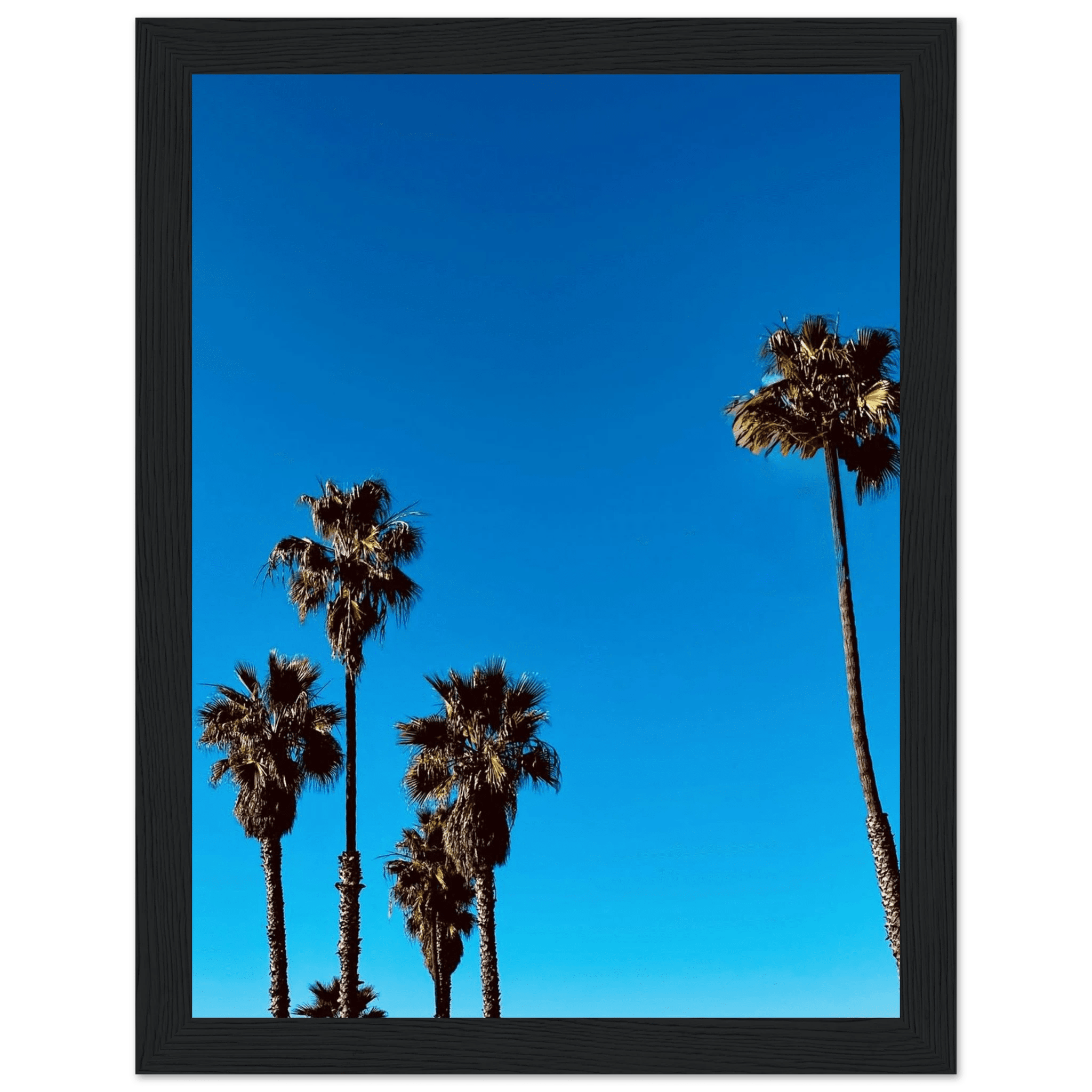 Wooden framed Santa Barbara Palm Tree Magic poster featuring California poster art on semi-glossy paper, Studio Edition Spring 26.