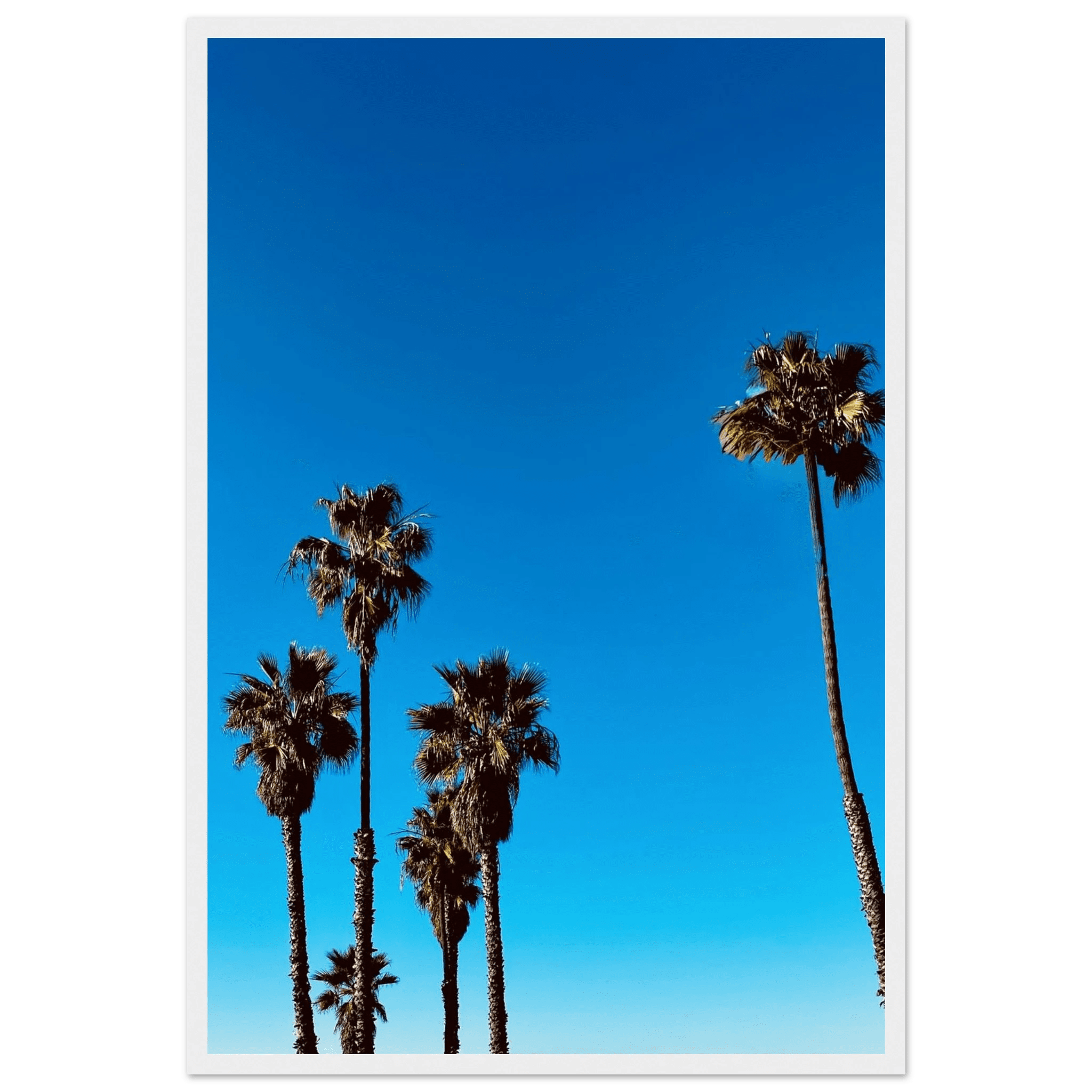 Wooden framed Santa Barbara Palm Tree Magic poster by CaliCuration, featuring California-inspired art on semi-glossy paper.