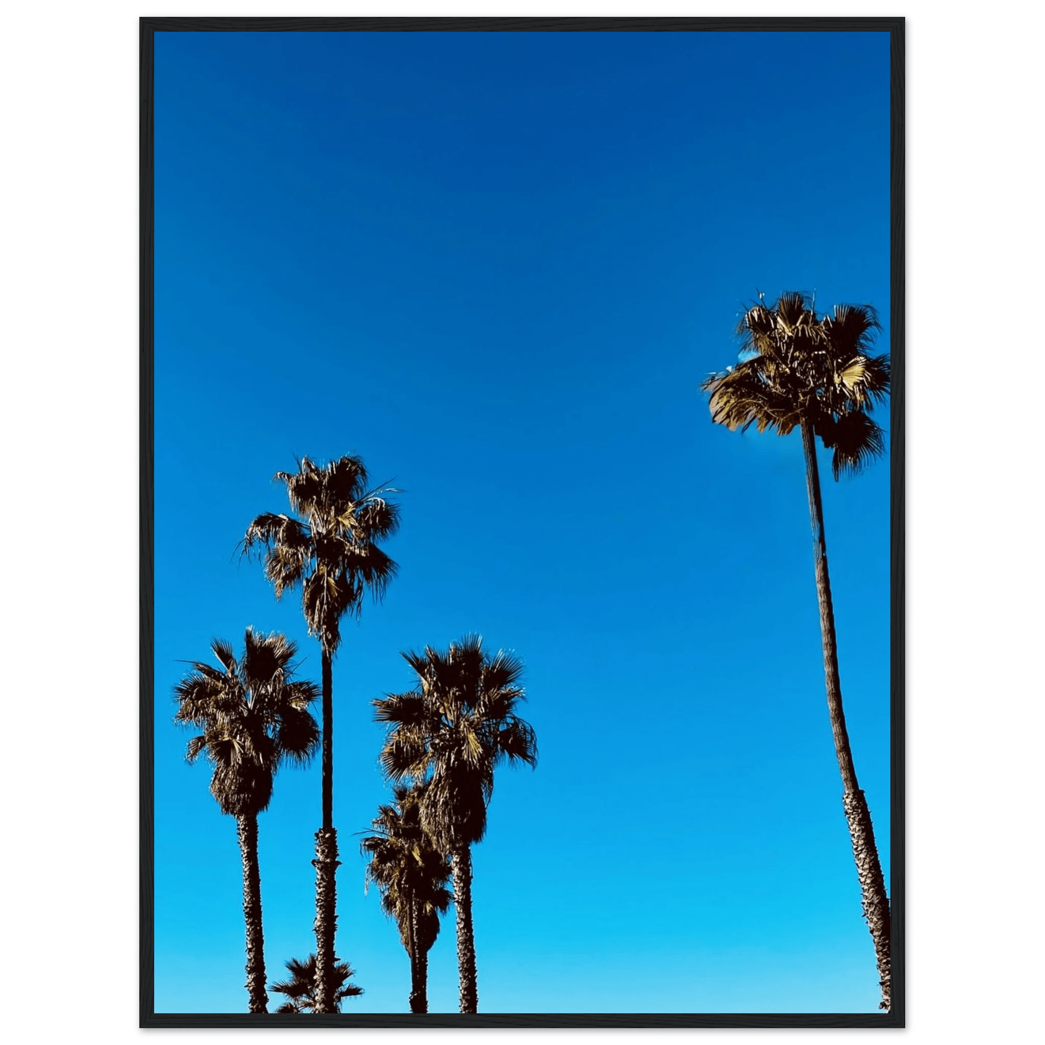 Wooden framed Santa Barbara Palm Tree Magic poster on premium semi-glossy paper, California-themed home decor by CaliCuration.
