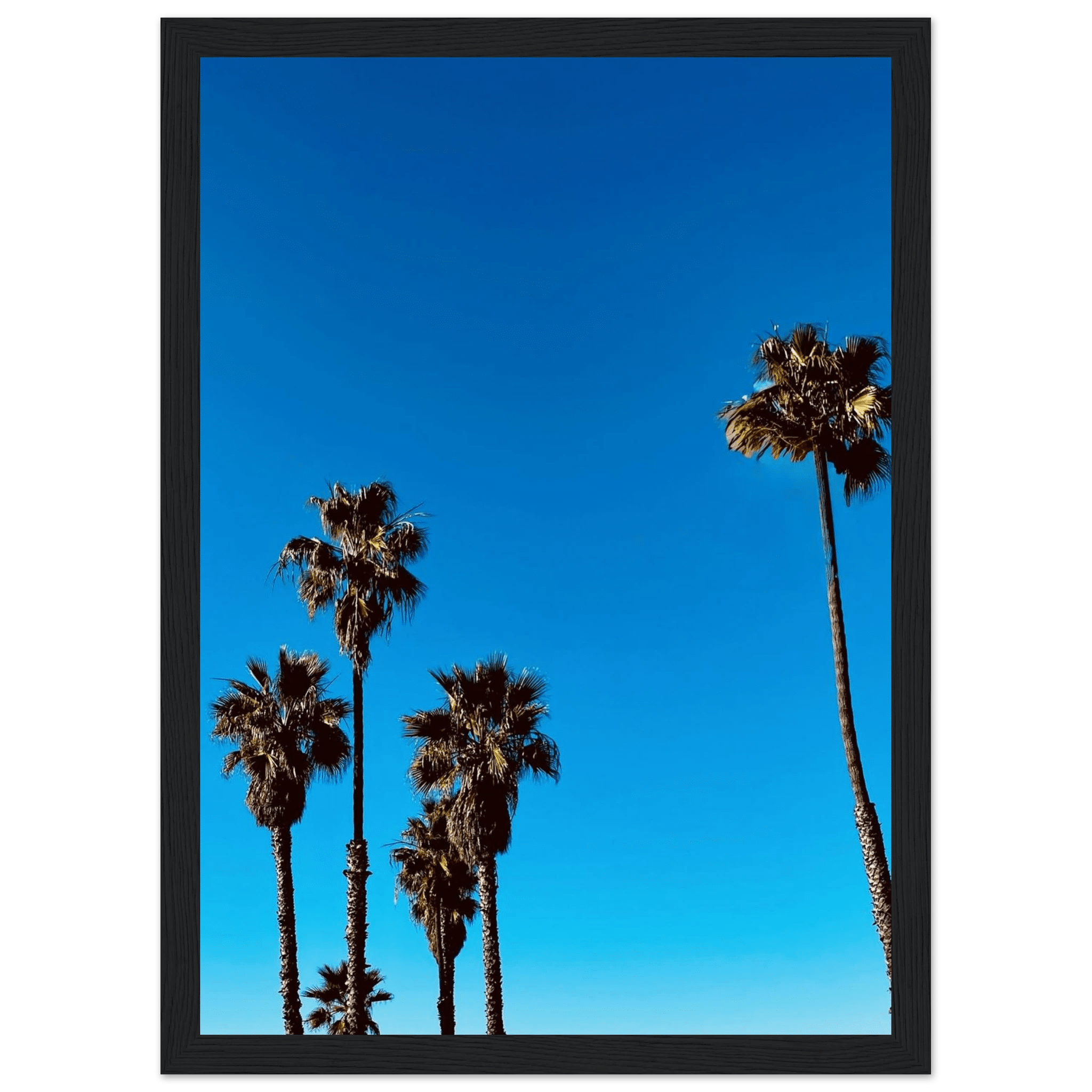 Wooden framed Santa Barbara Palm Tree poster on semi-glossy paper, California art studio edition, perfect for home decor.